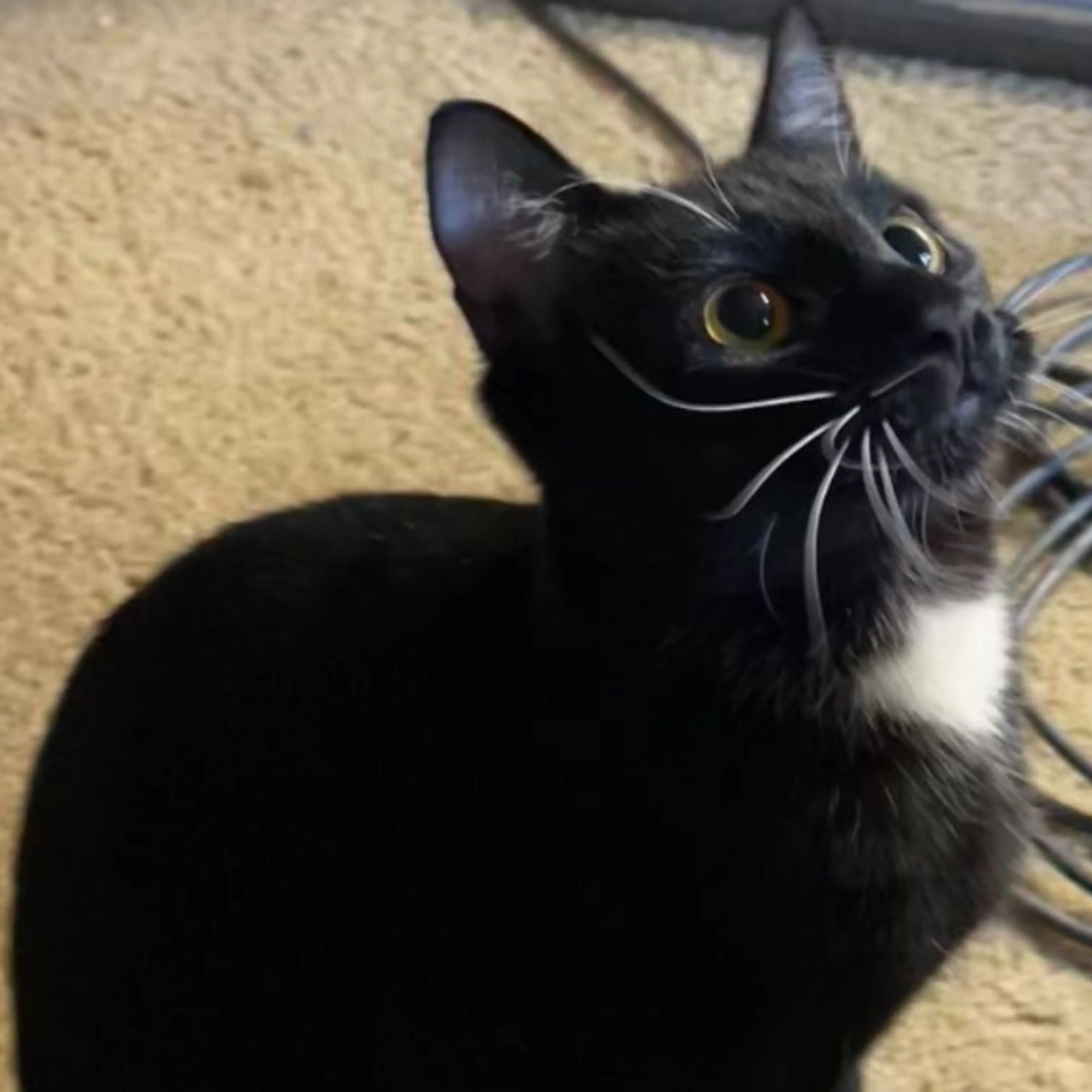 Lost pet