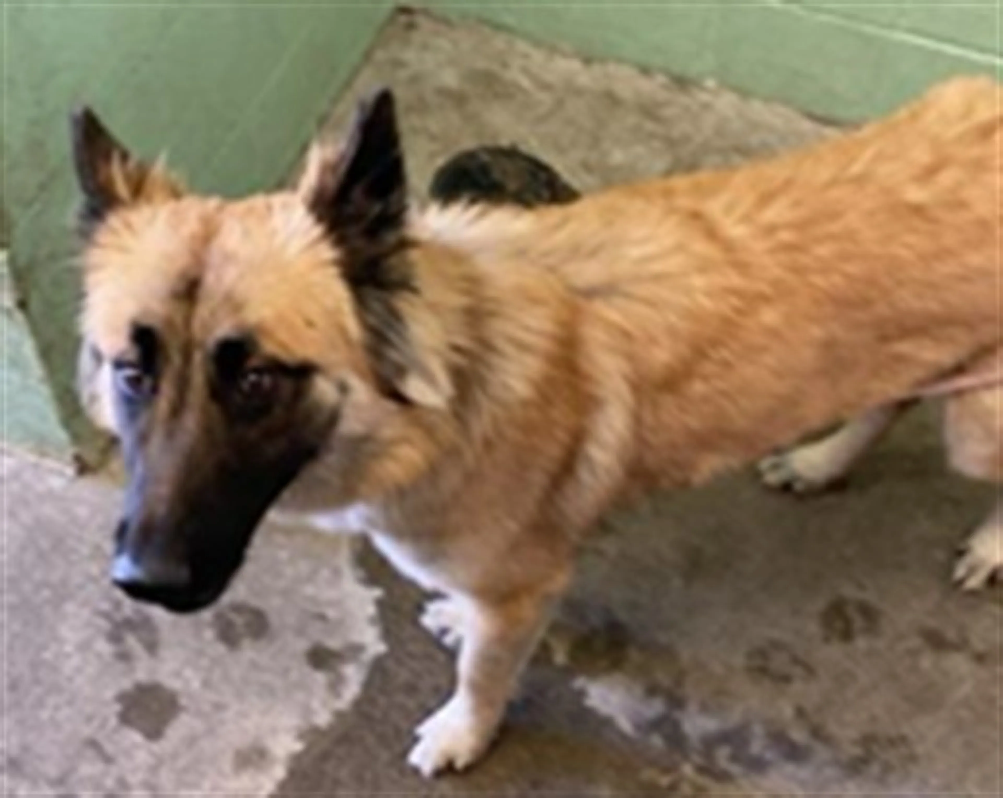 Found pet
