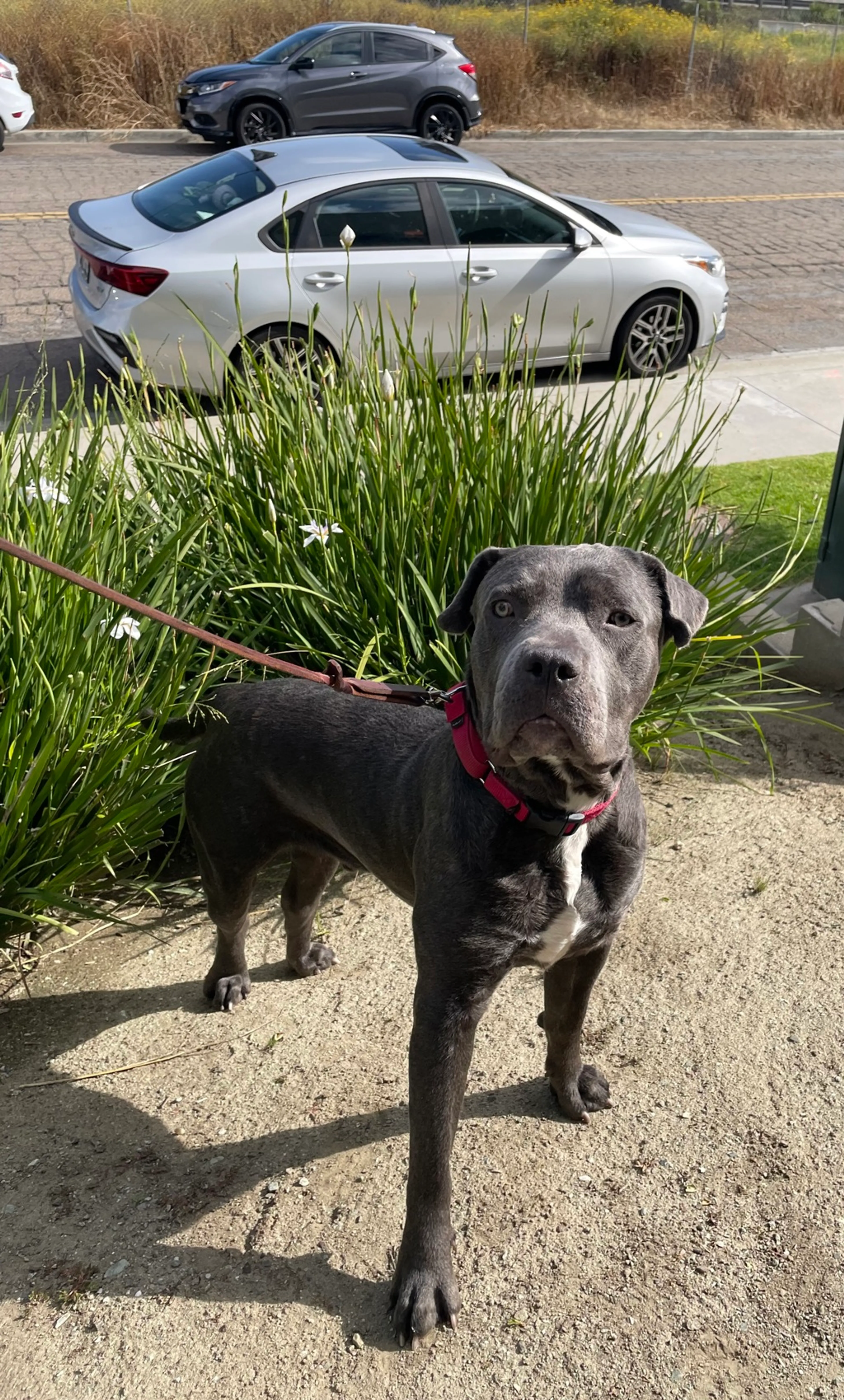 Found pet-1