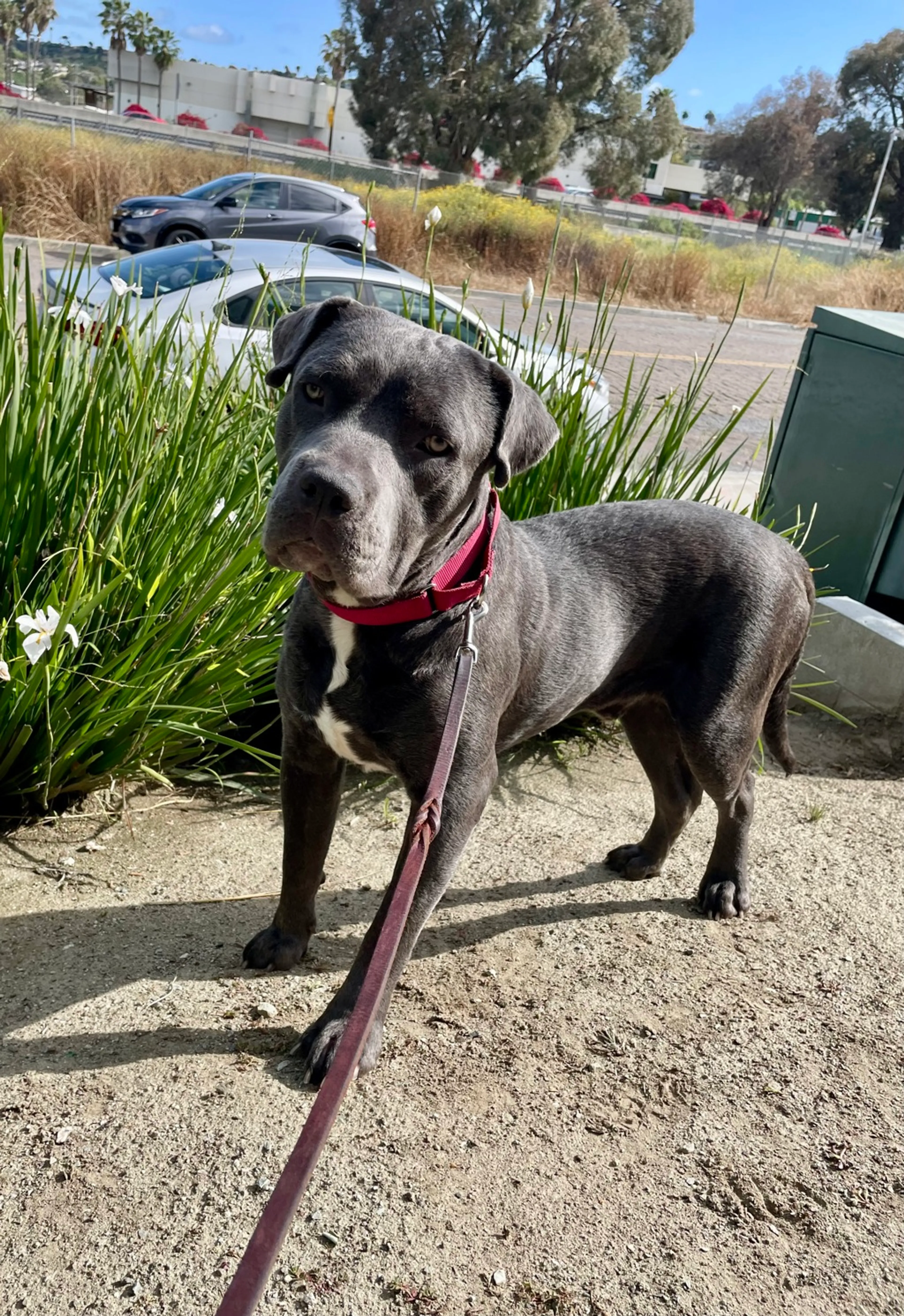 Found pet-3