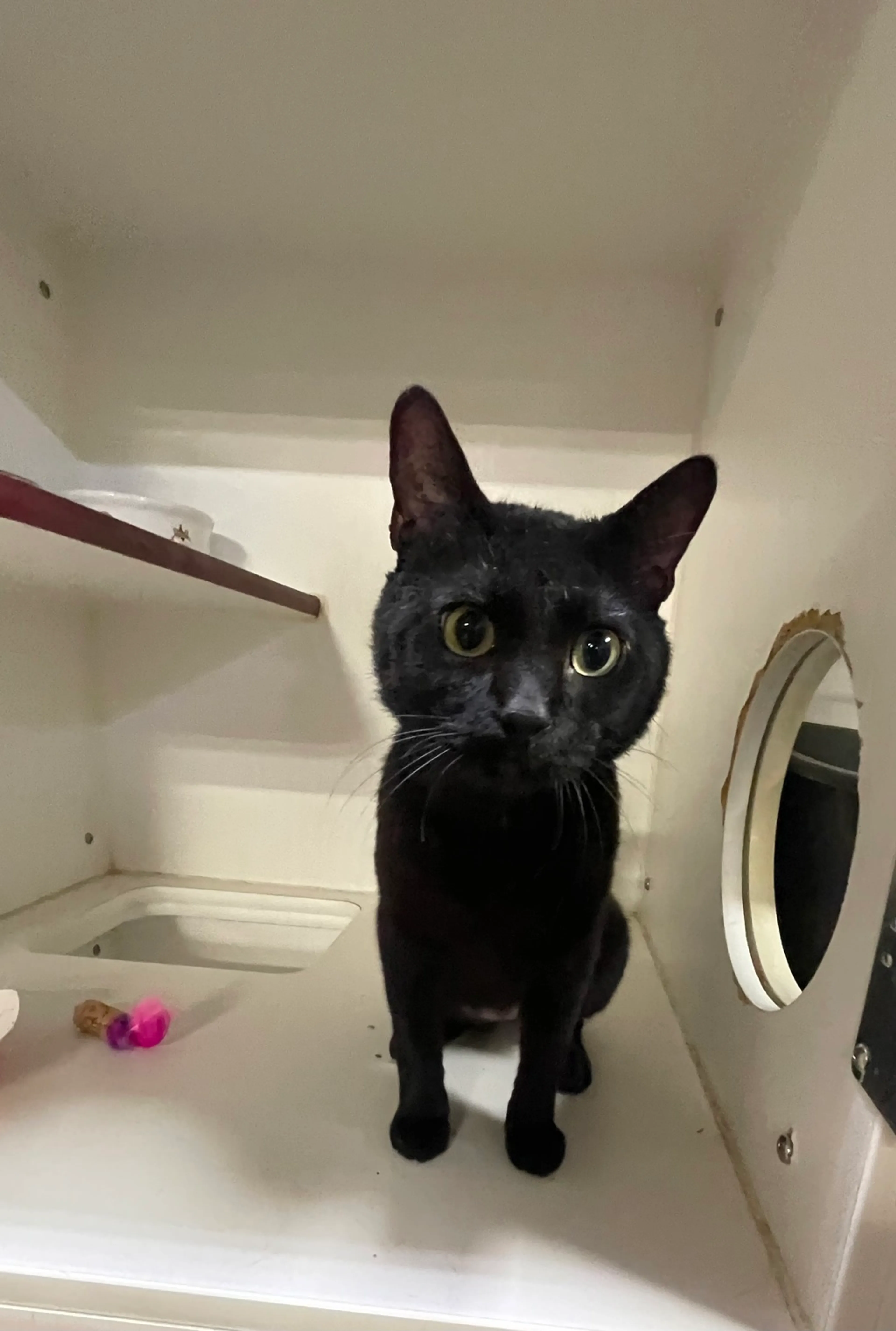 Found pet-0