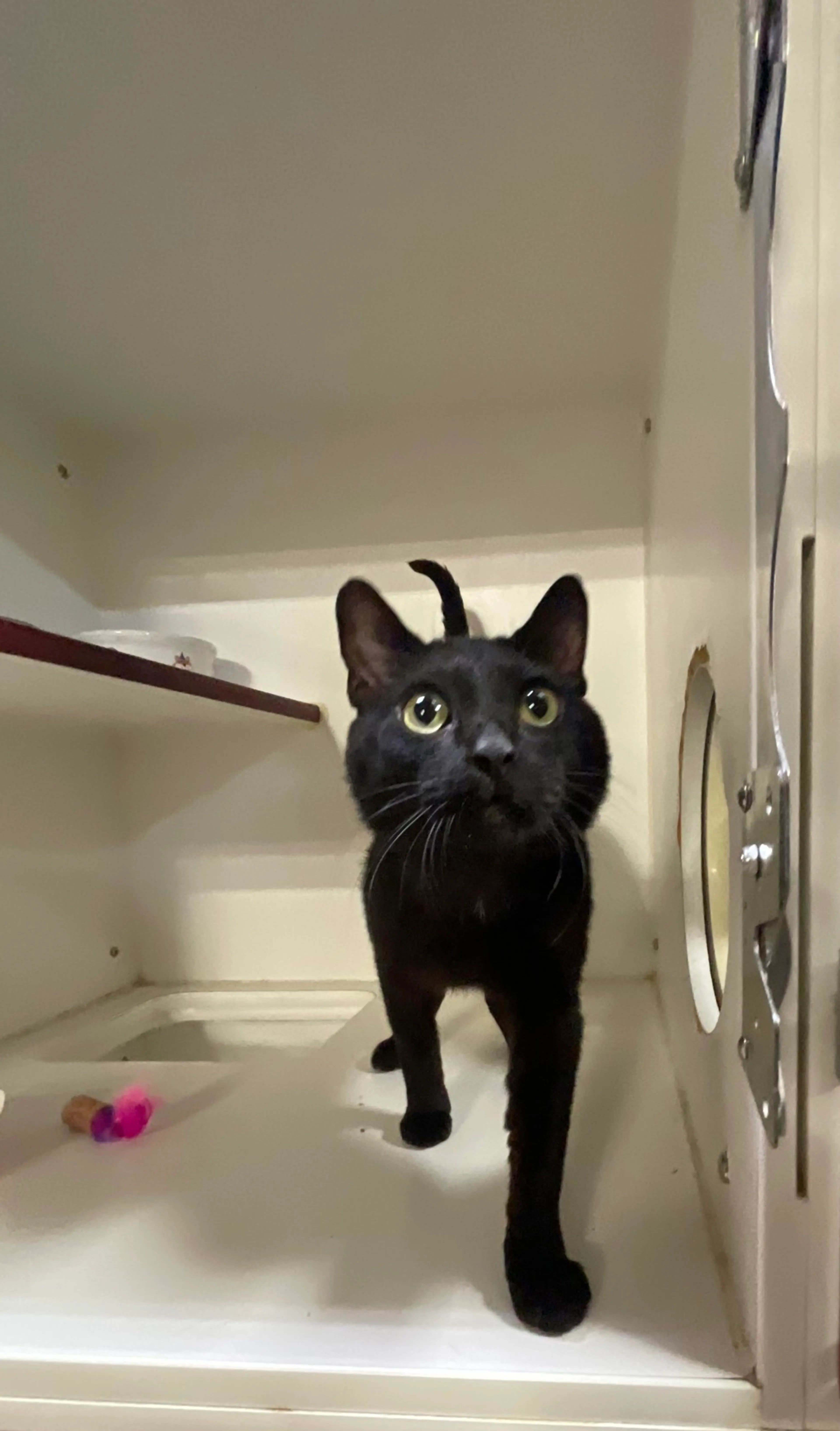 Found pet-1