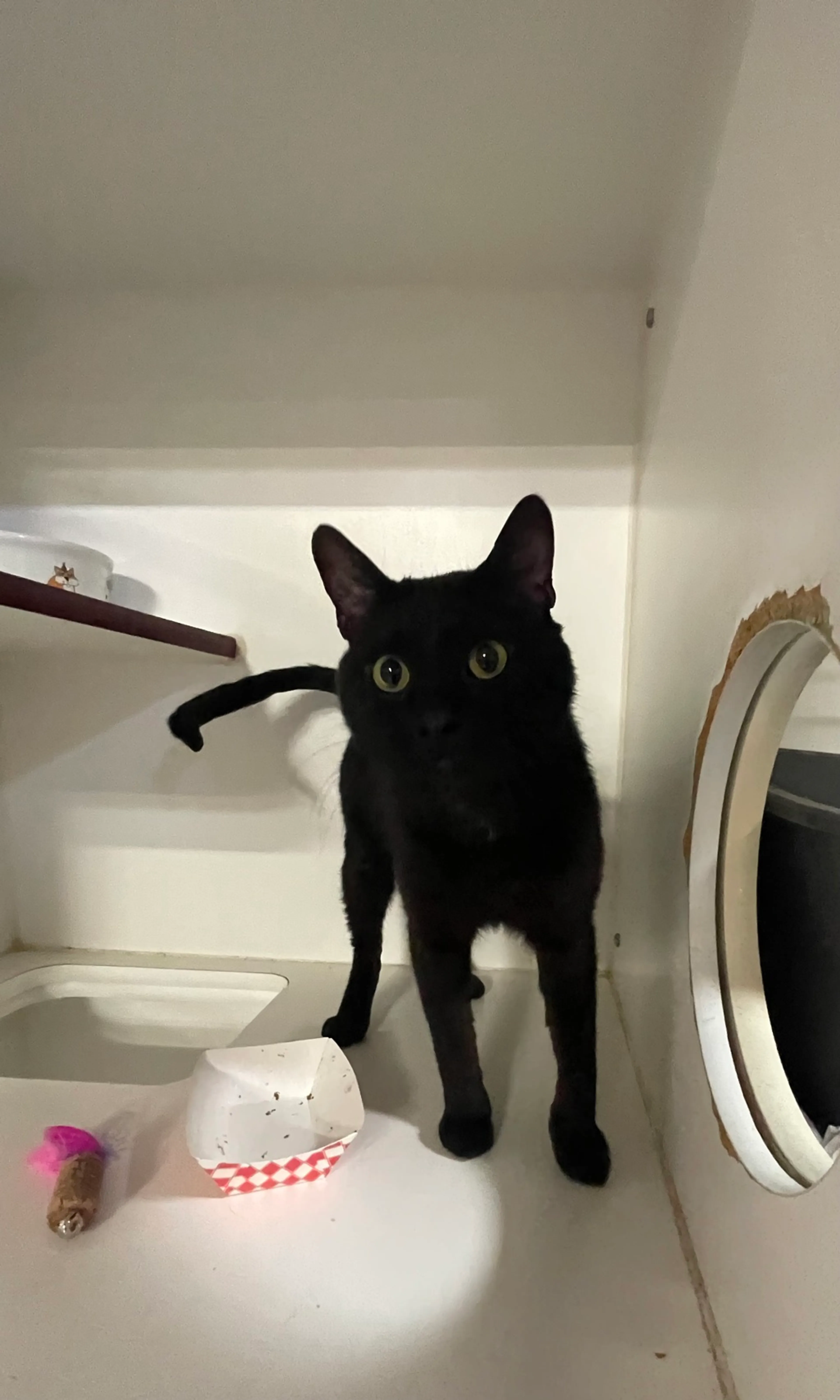 Found pet-2