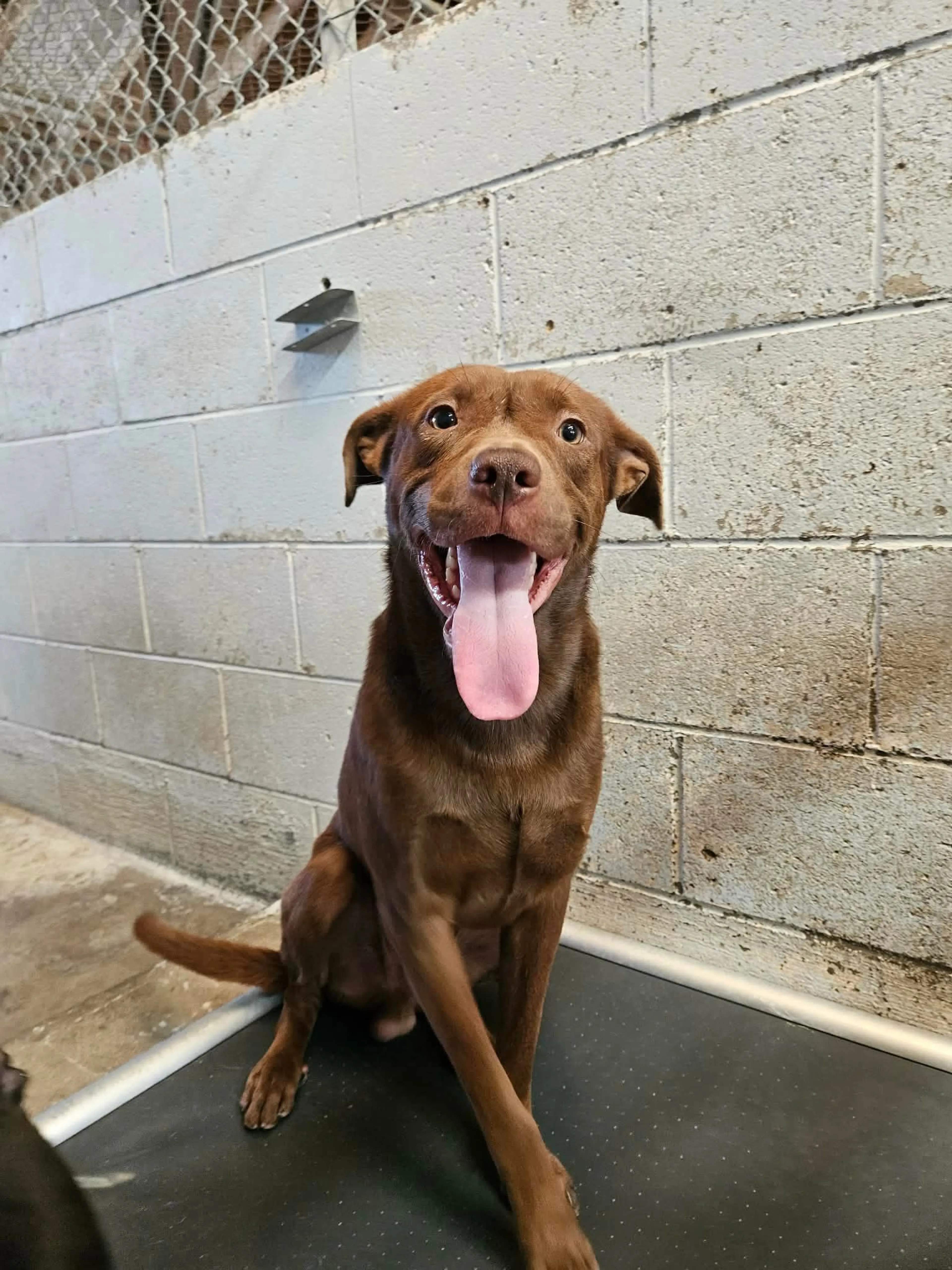 Found pet