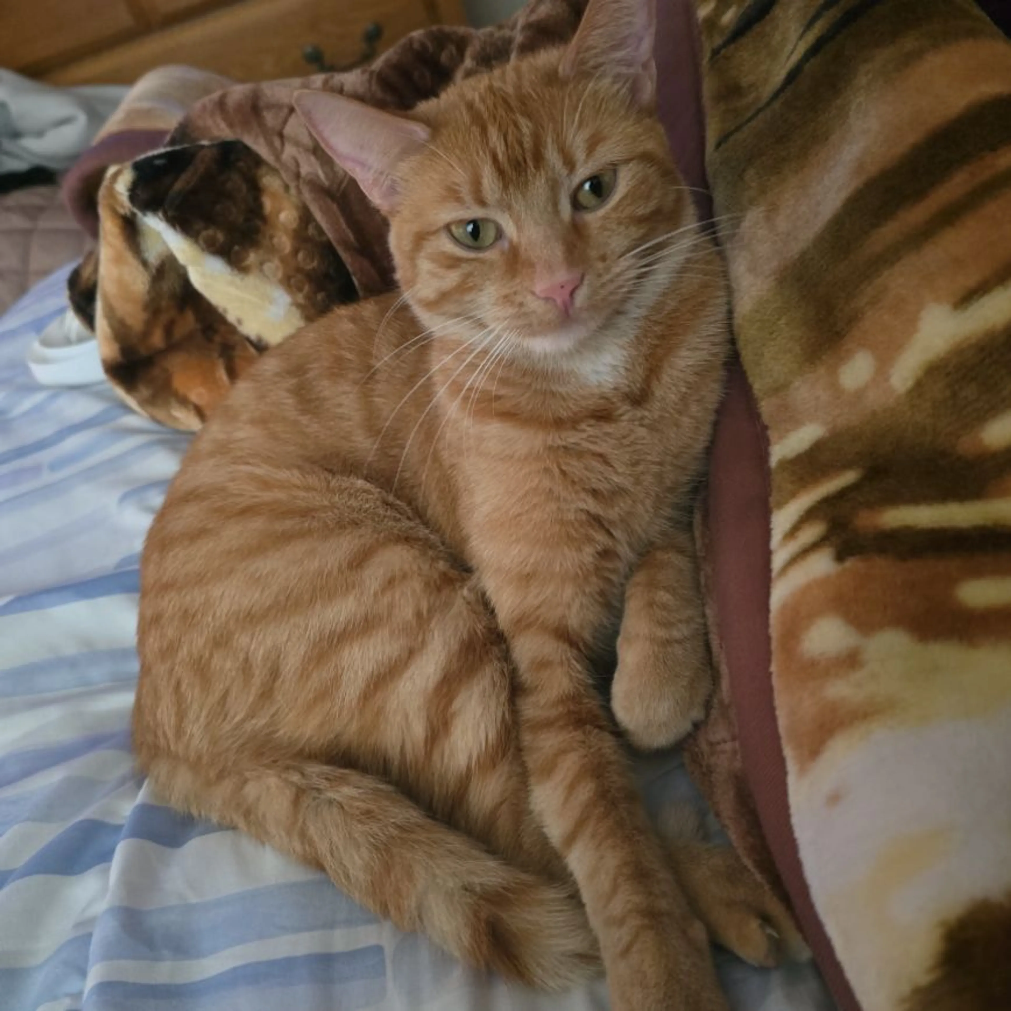Lost pet