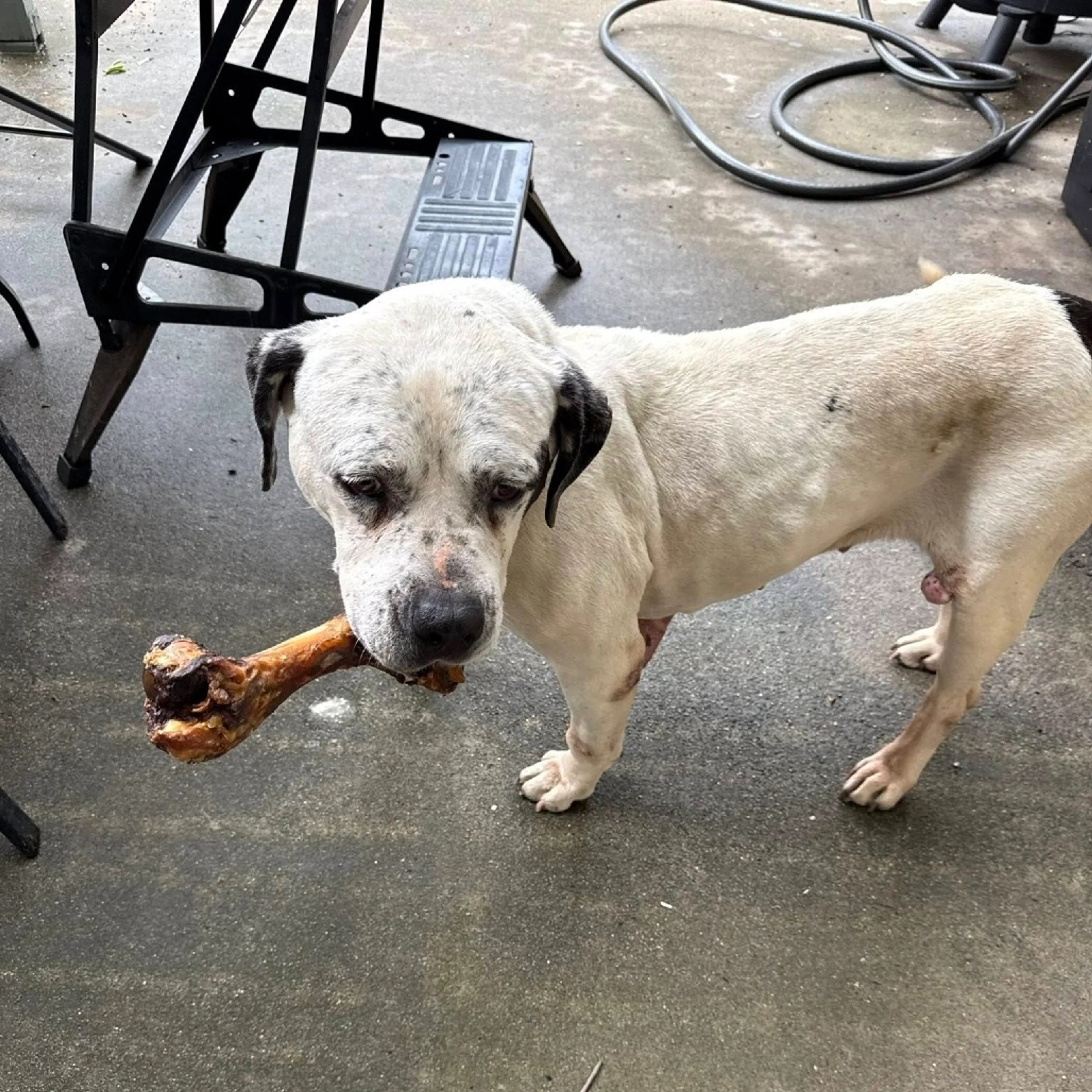 Found pet-7