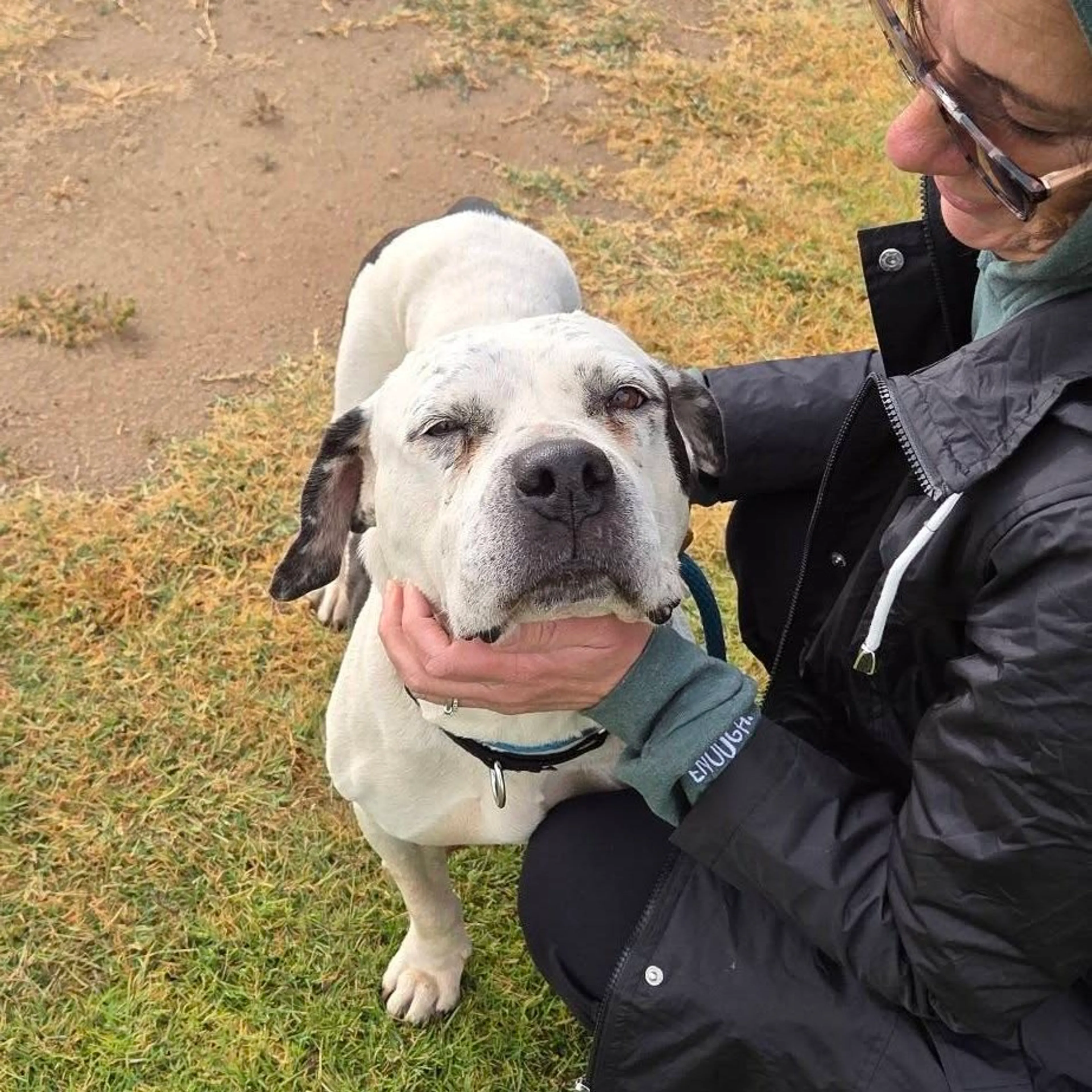 Found pet-5