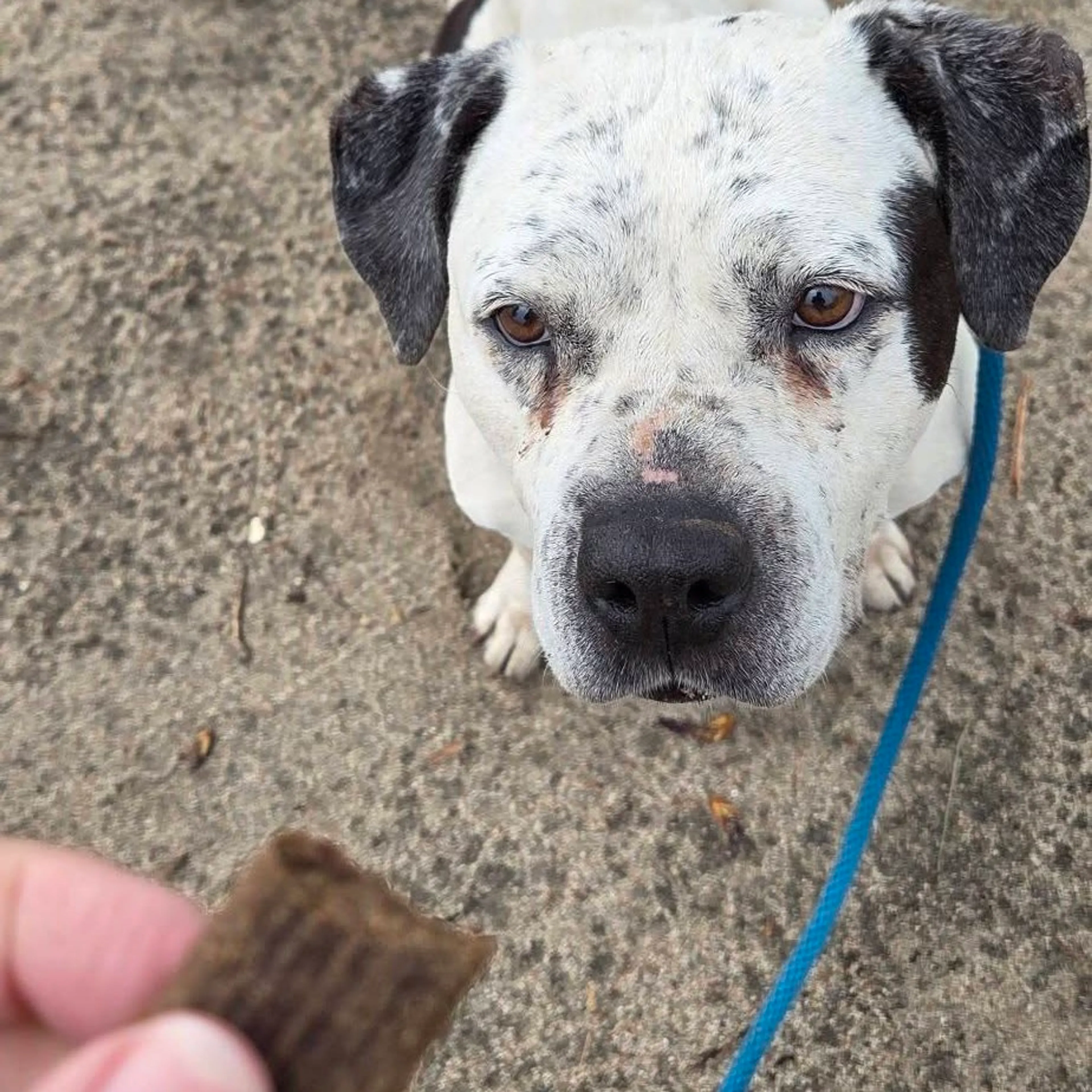 Found pet-11