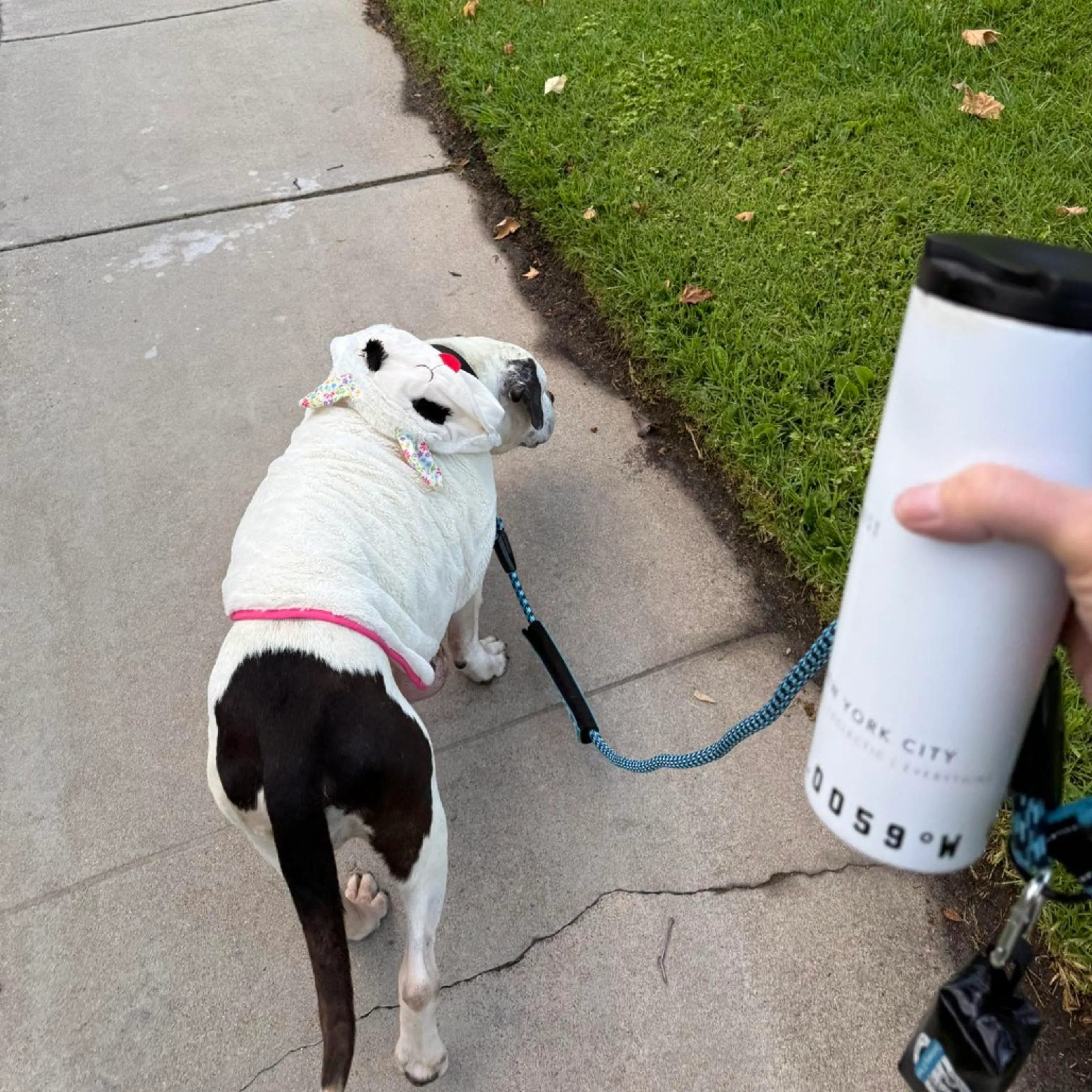Found pet-6