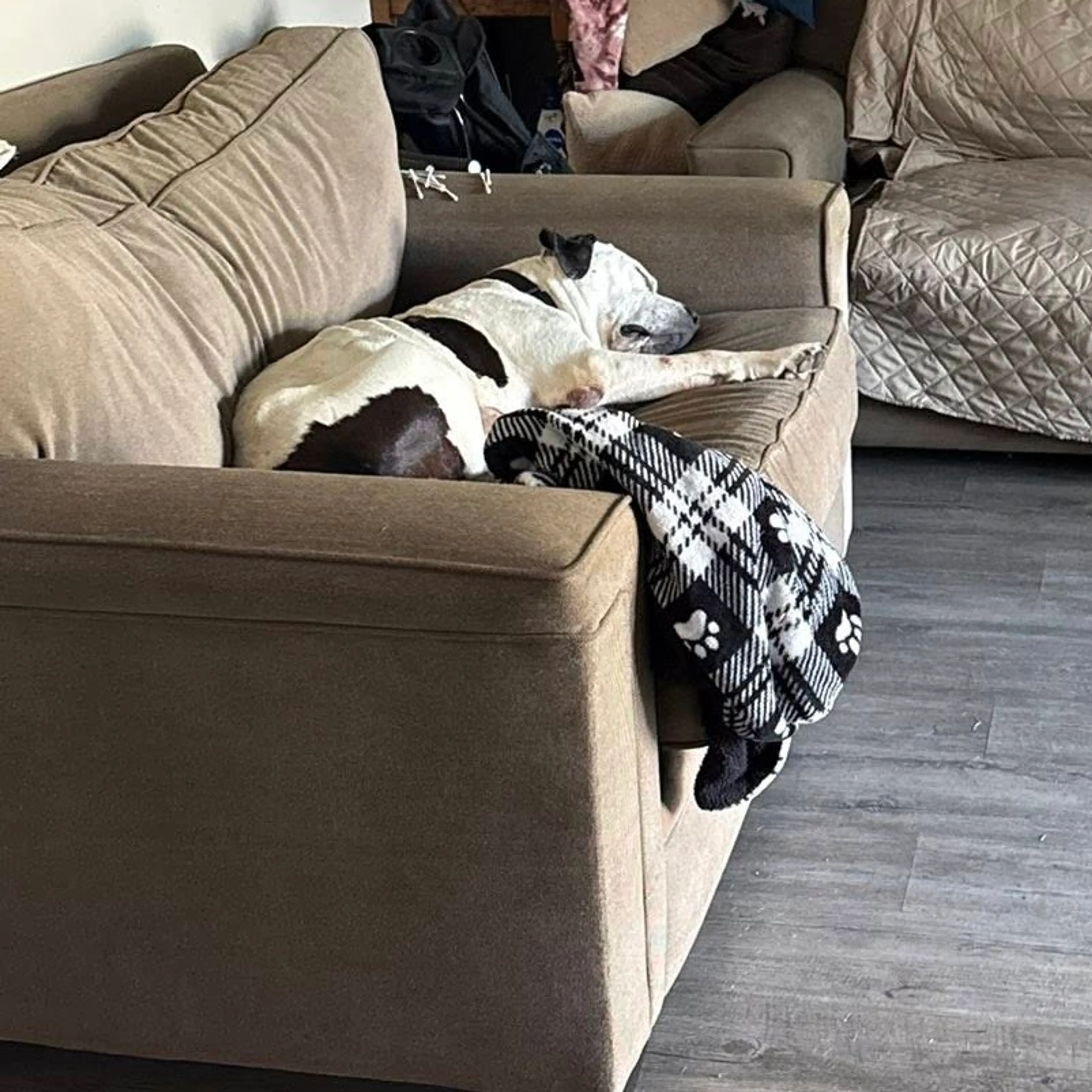 Found pet-9