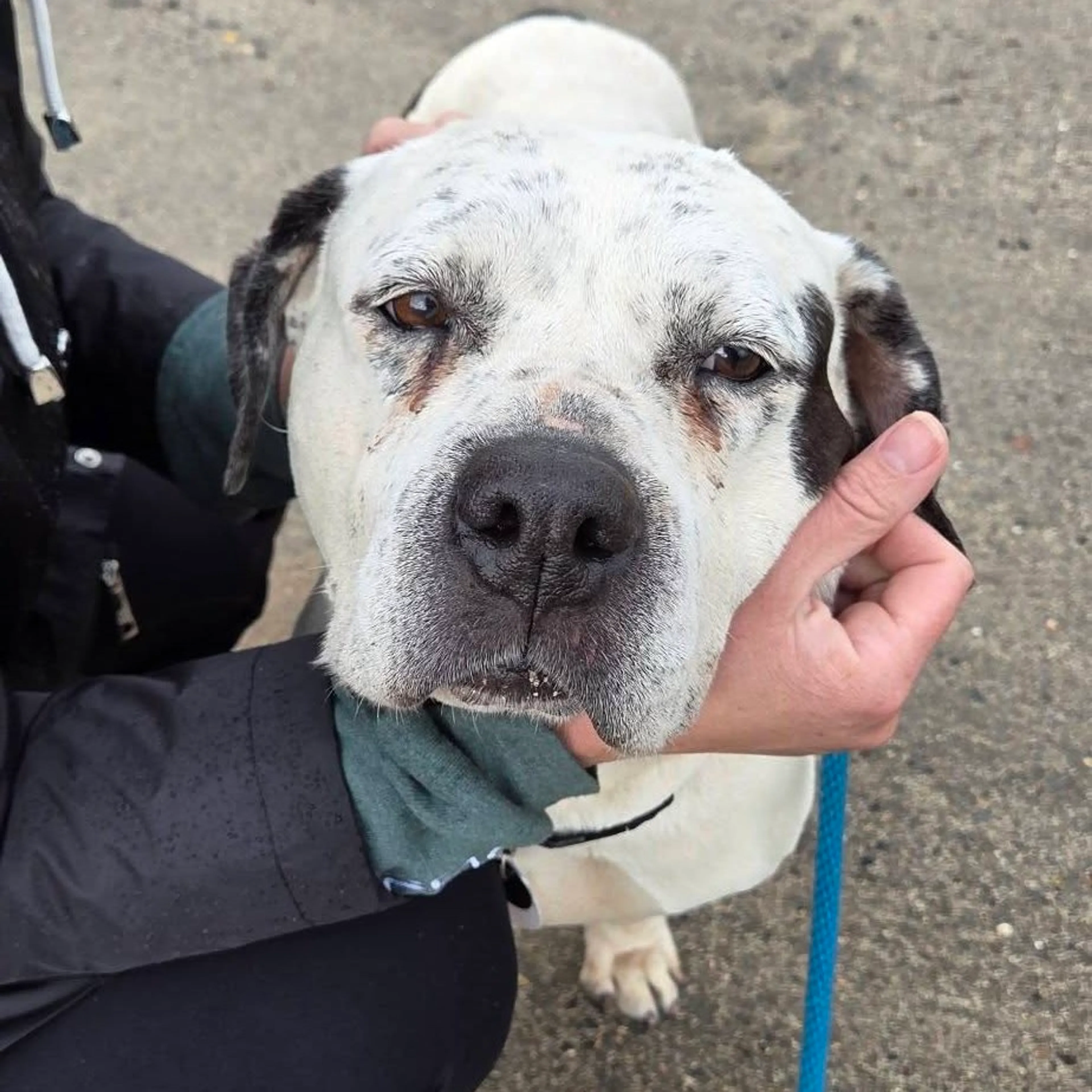 Found pet-12