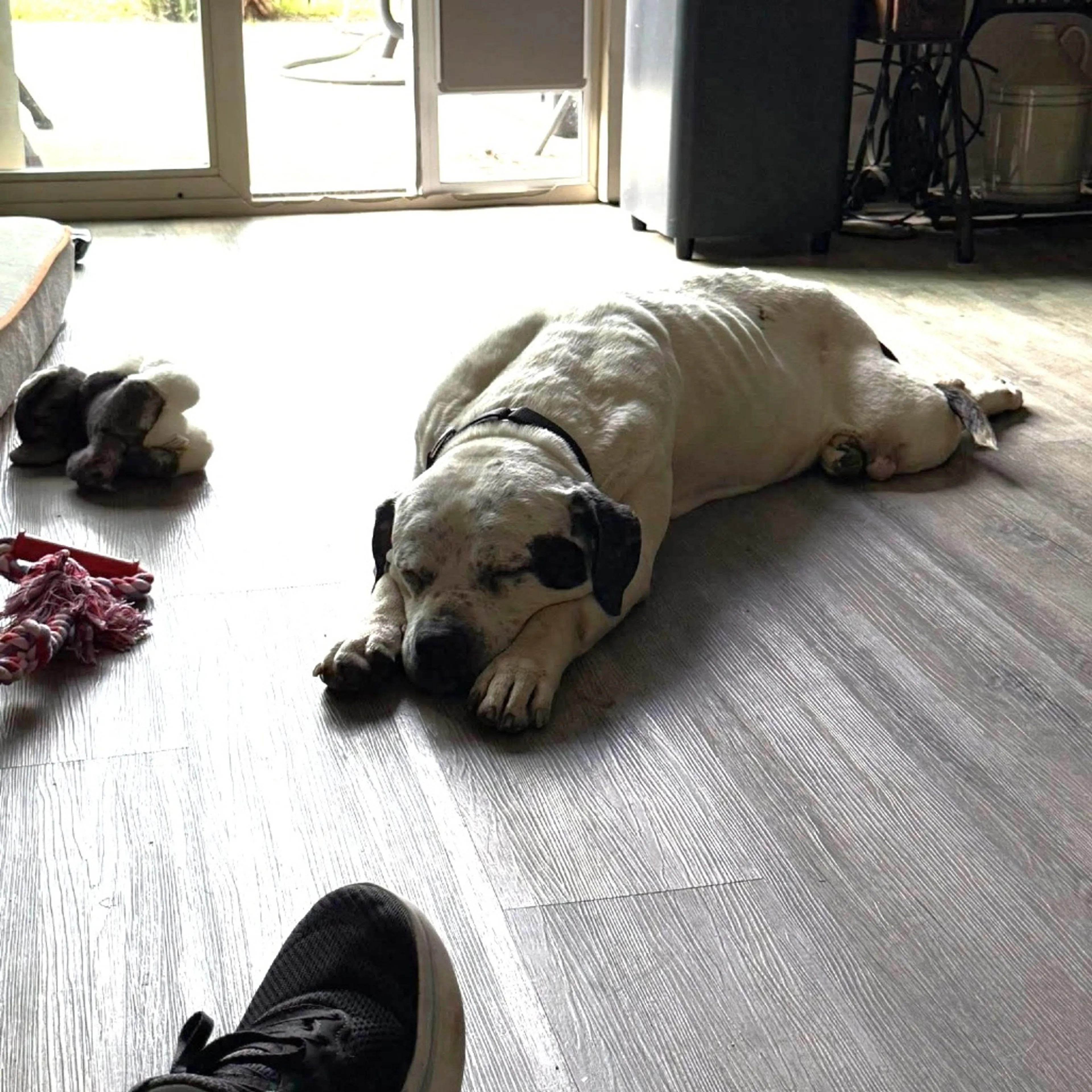 Found pet-4