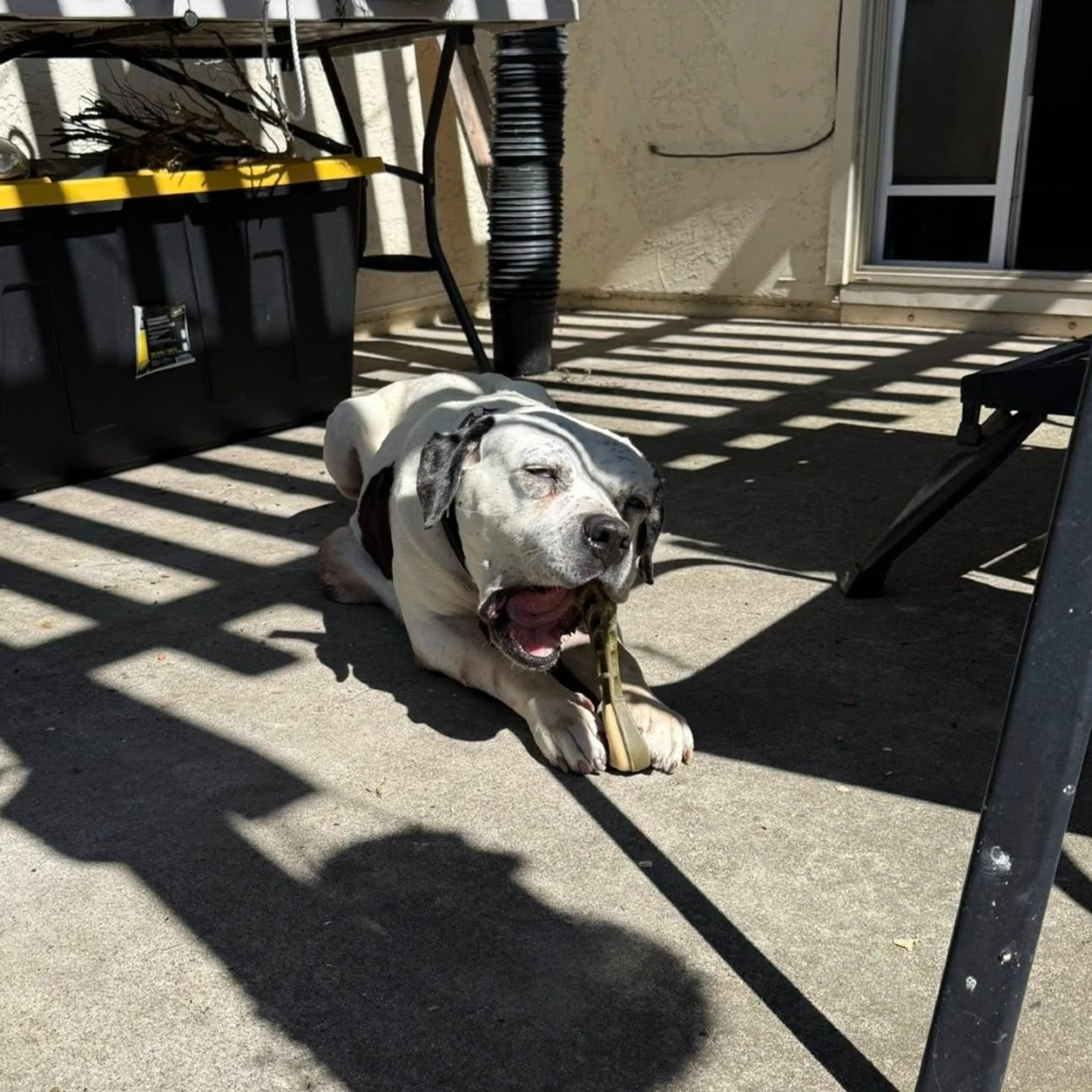 Found pet-8