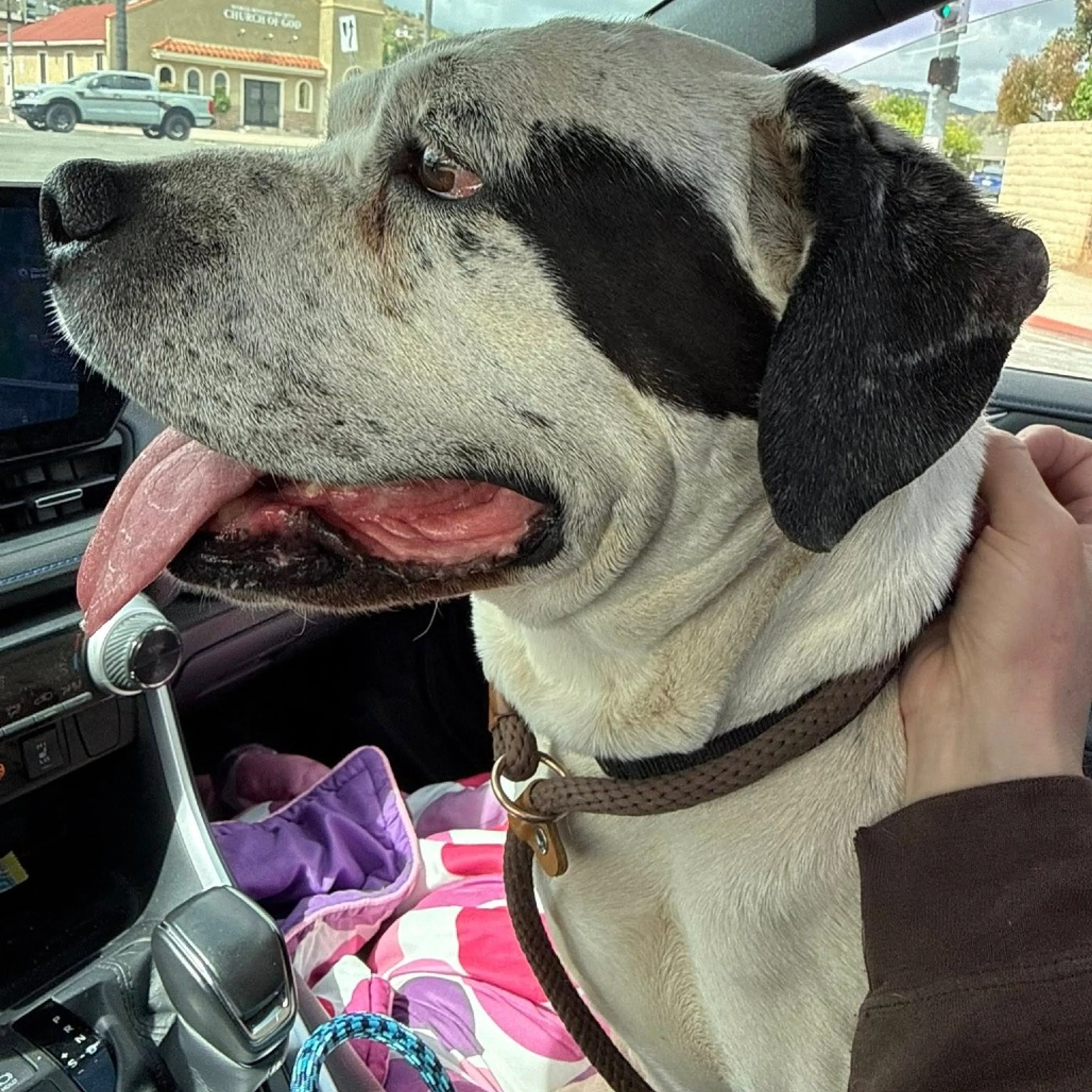 Found pet-3