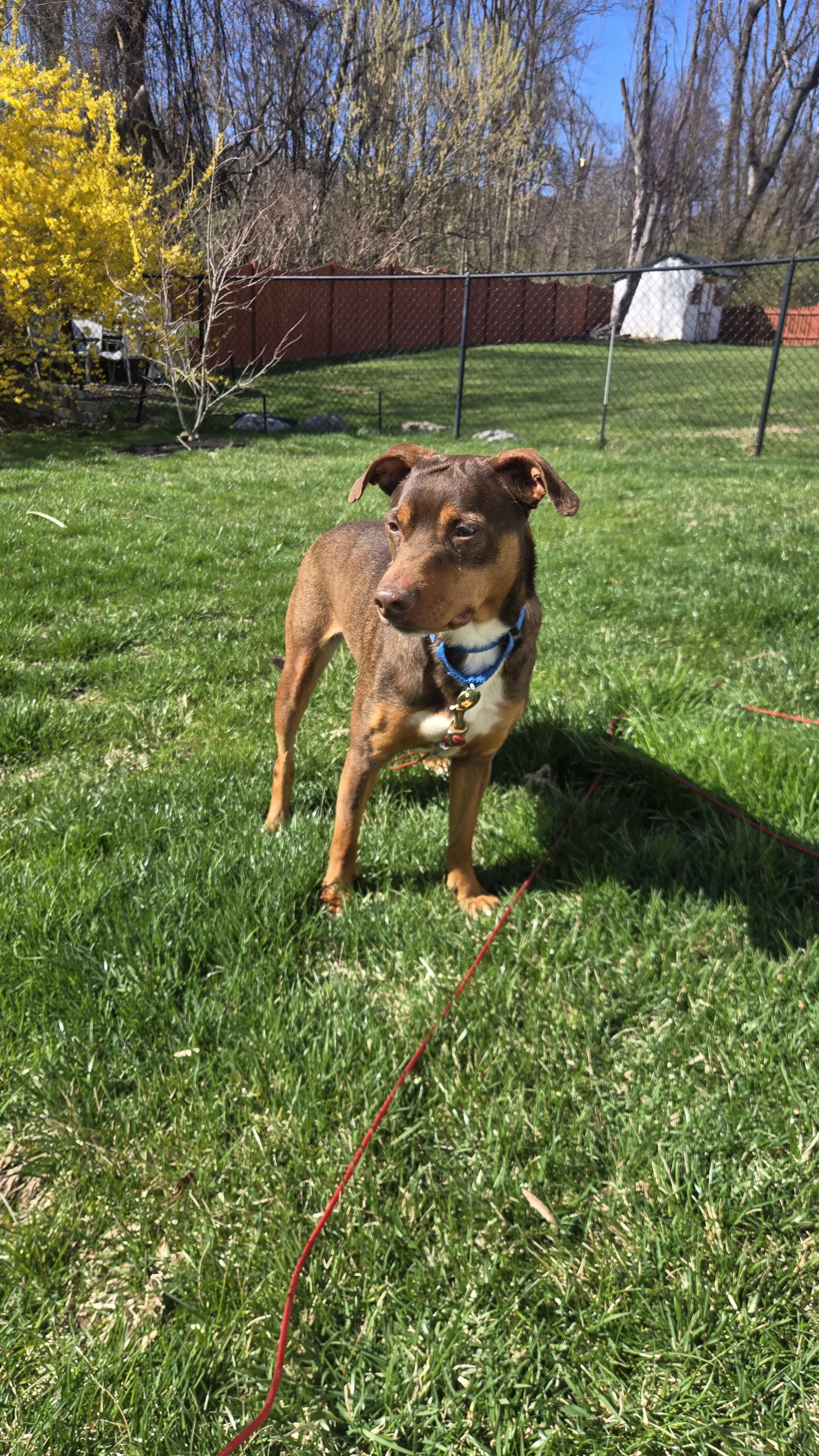 Found pet-8