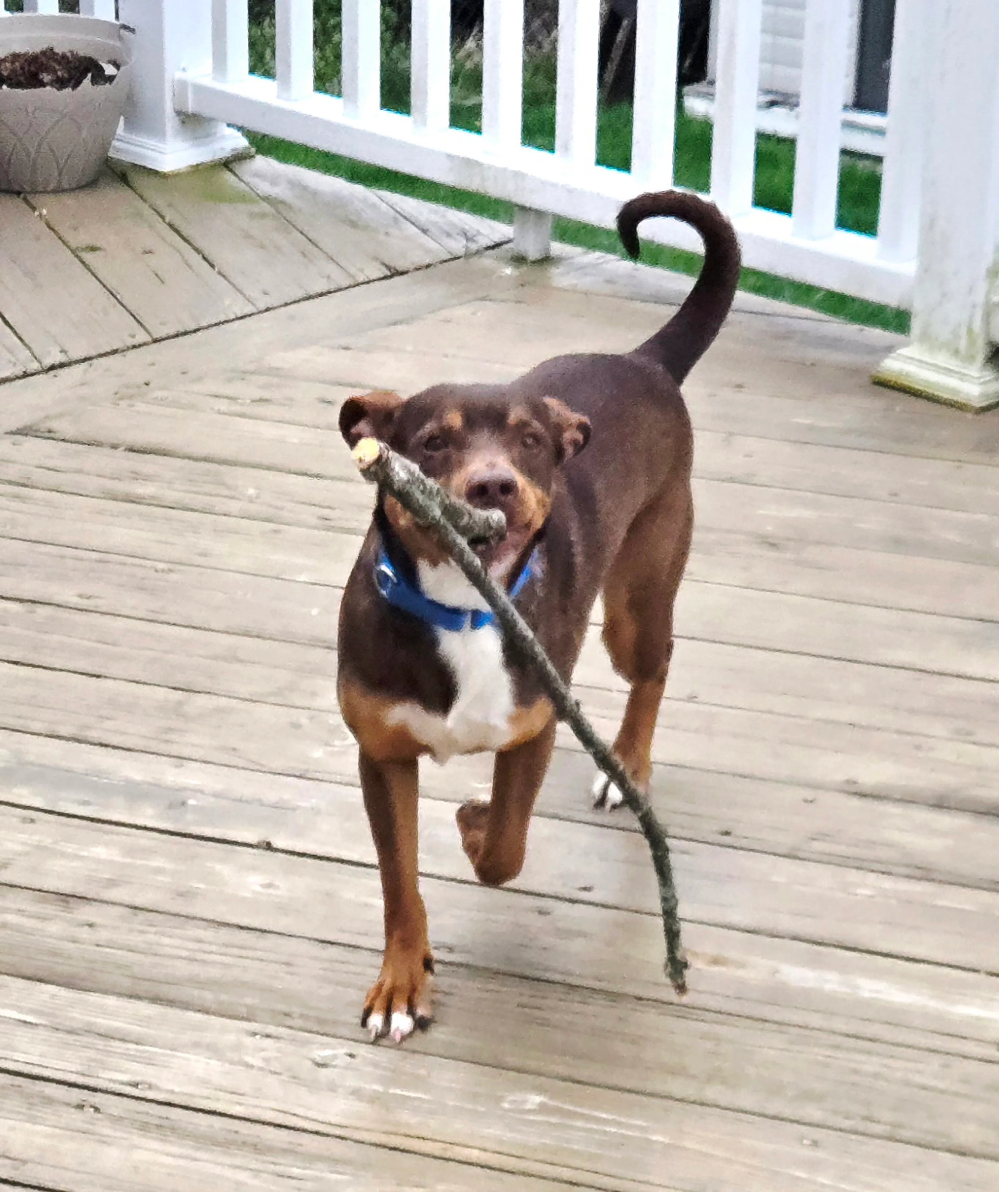Found pet-4