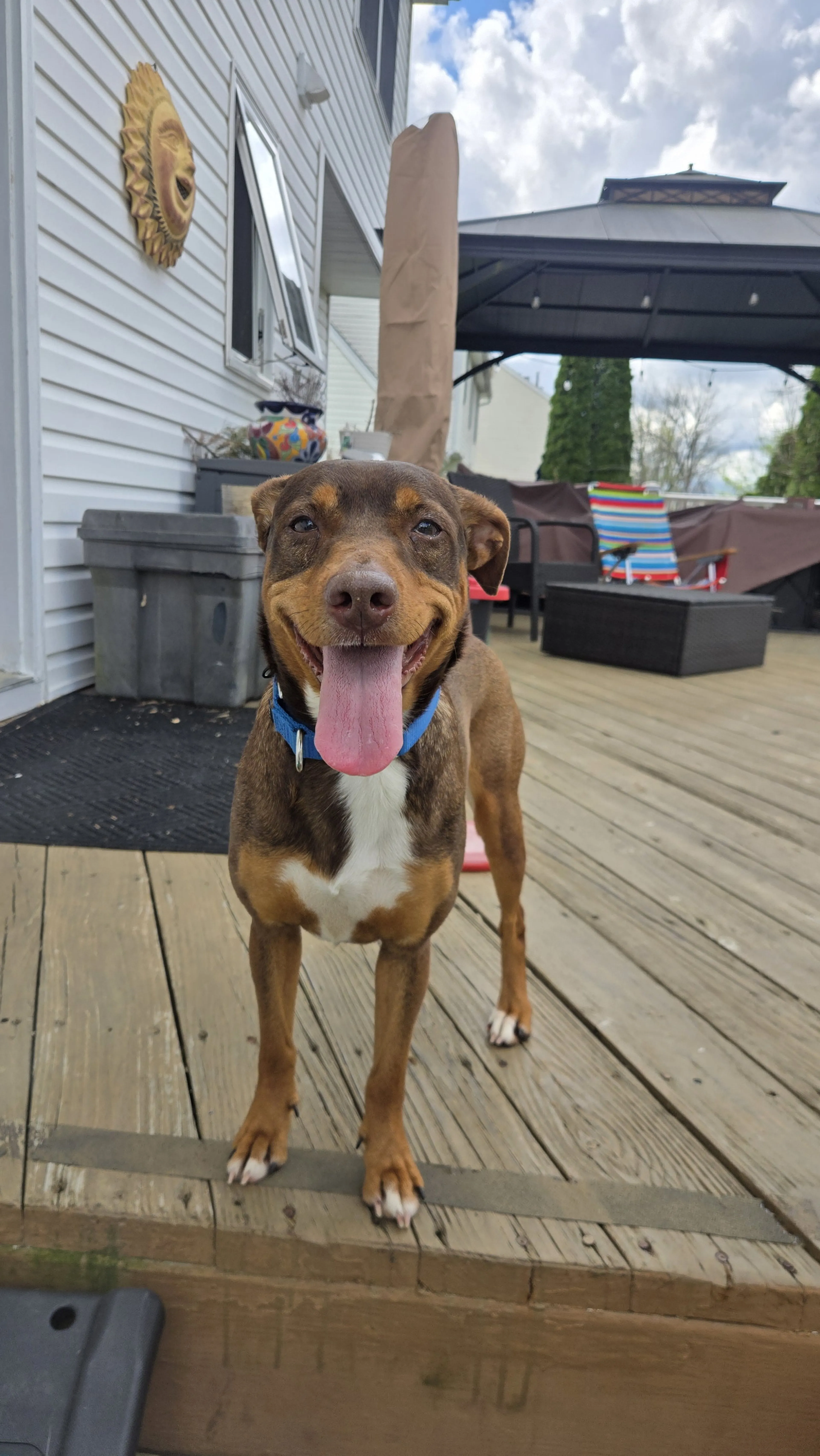Found pet-2