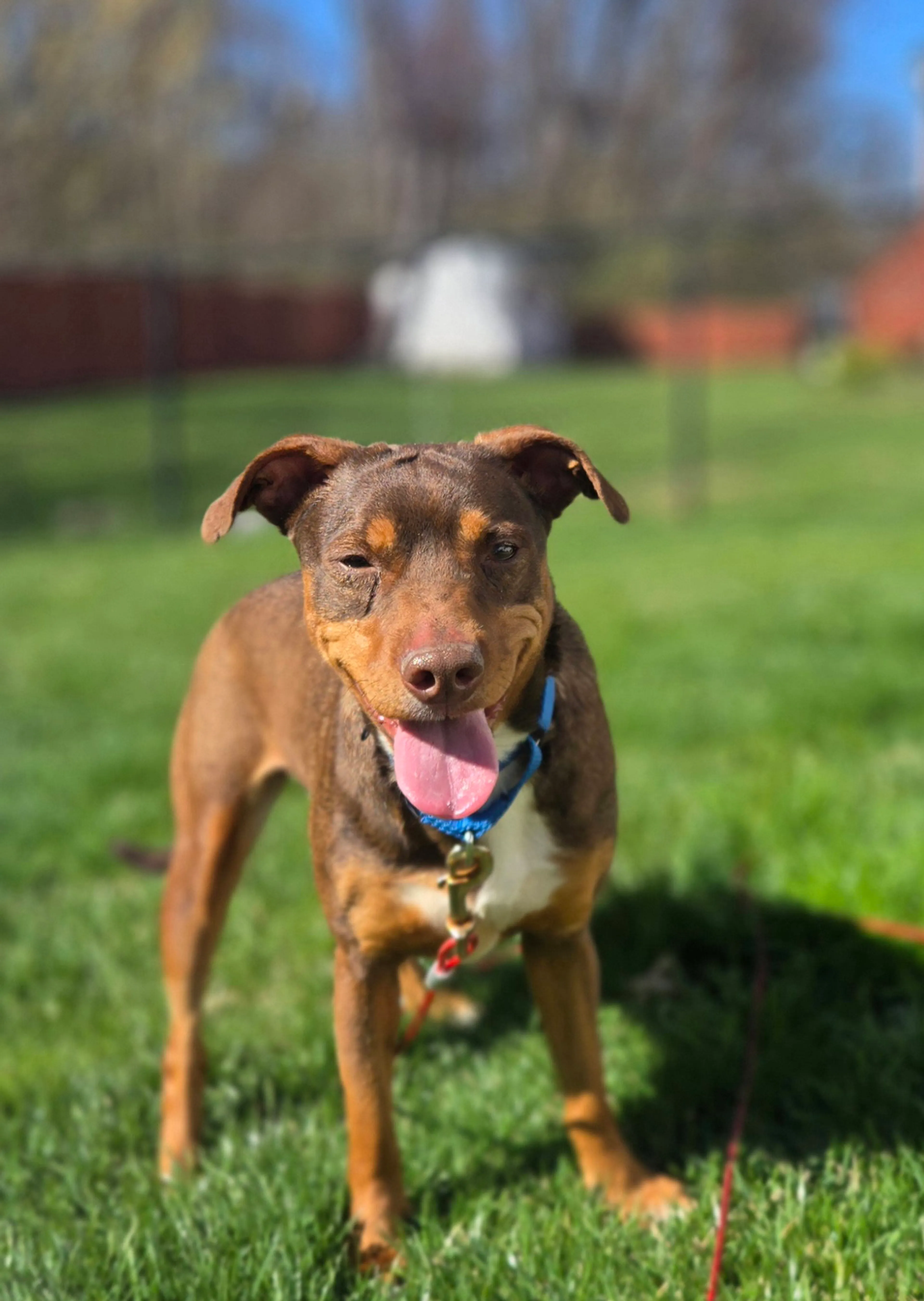 Found pet-3