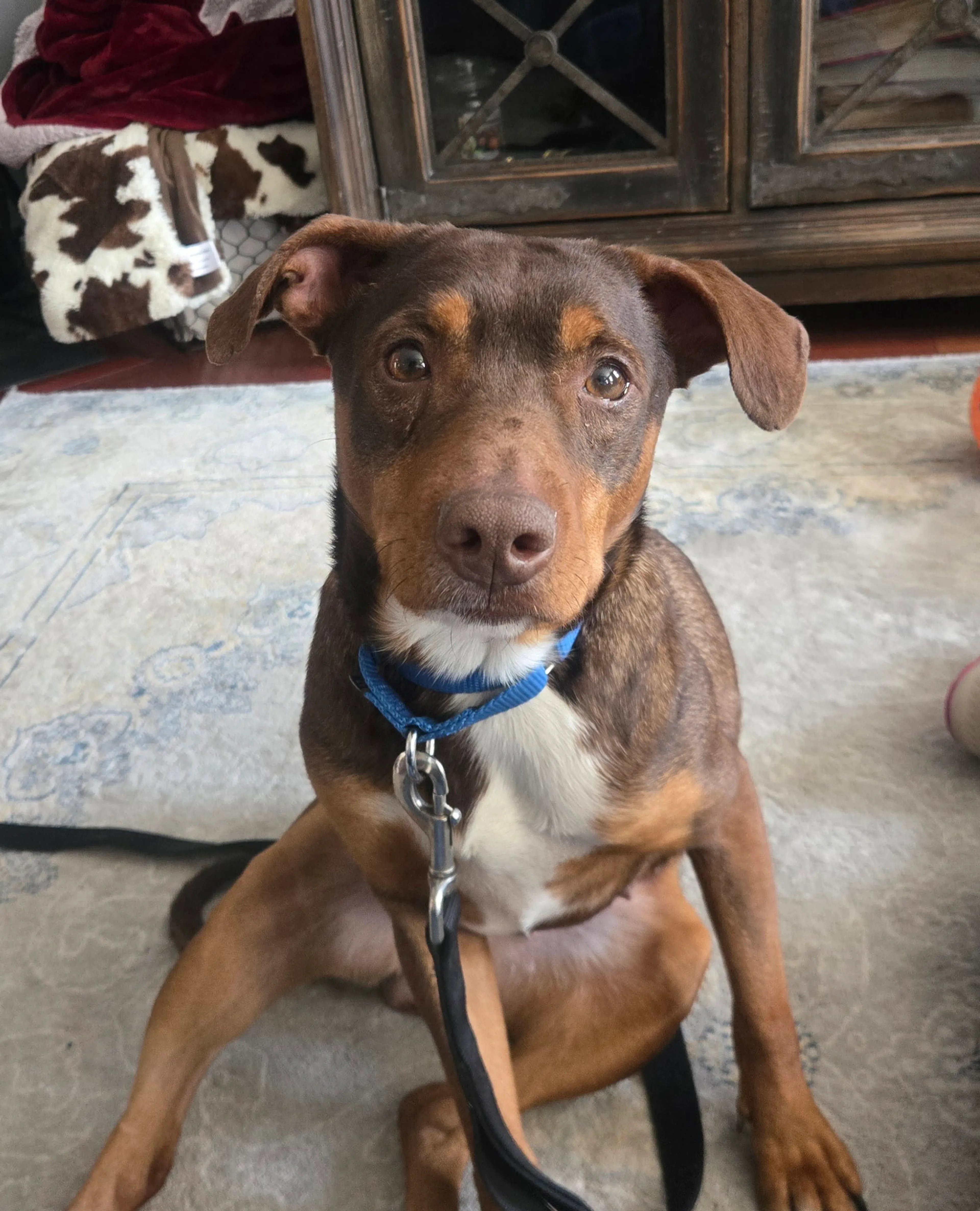 Found pet-5
