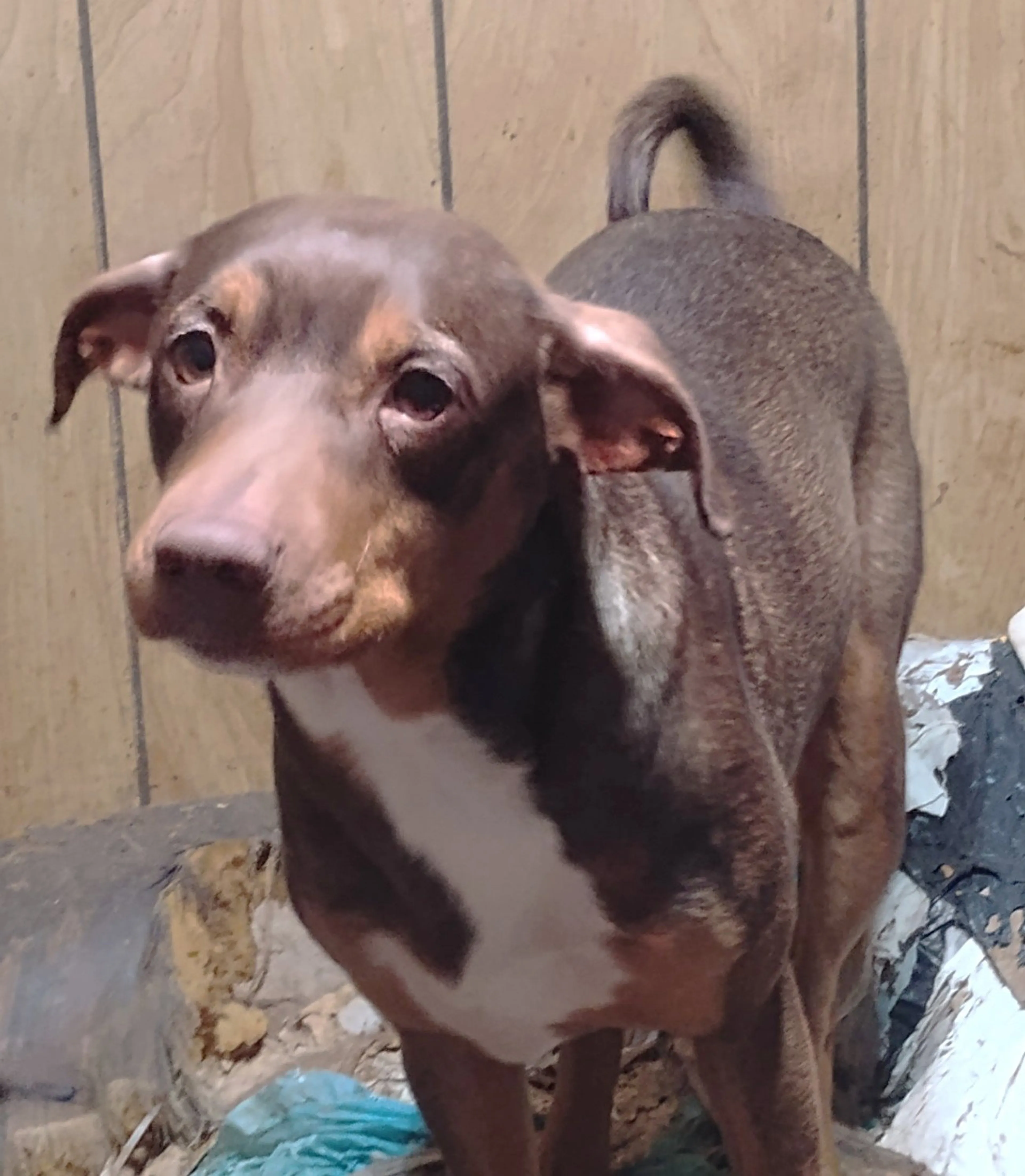 Found pet-9