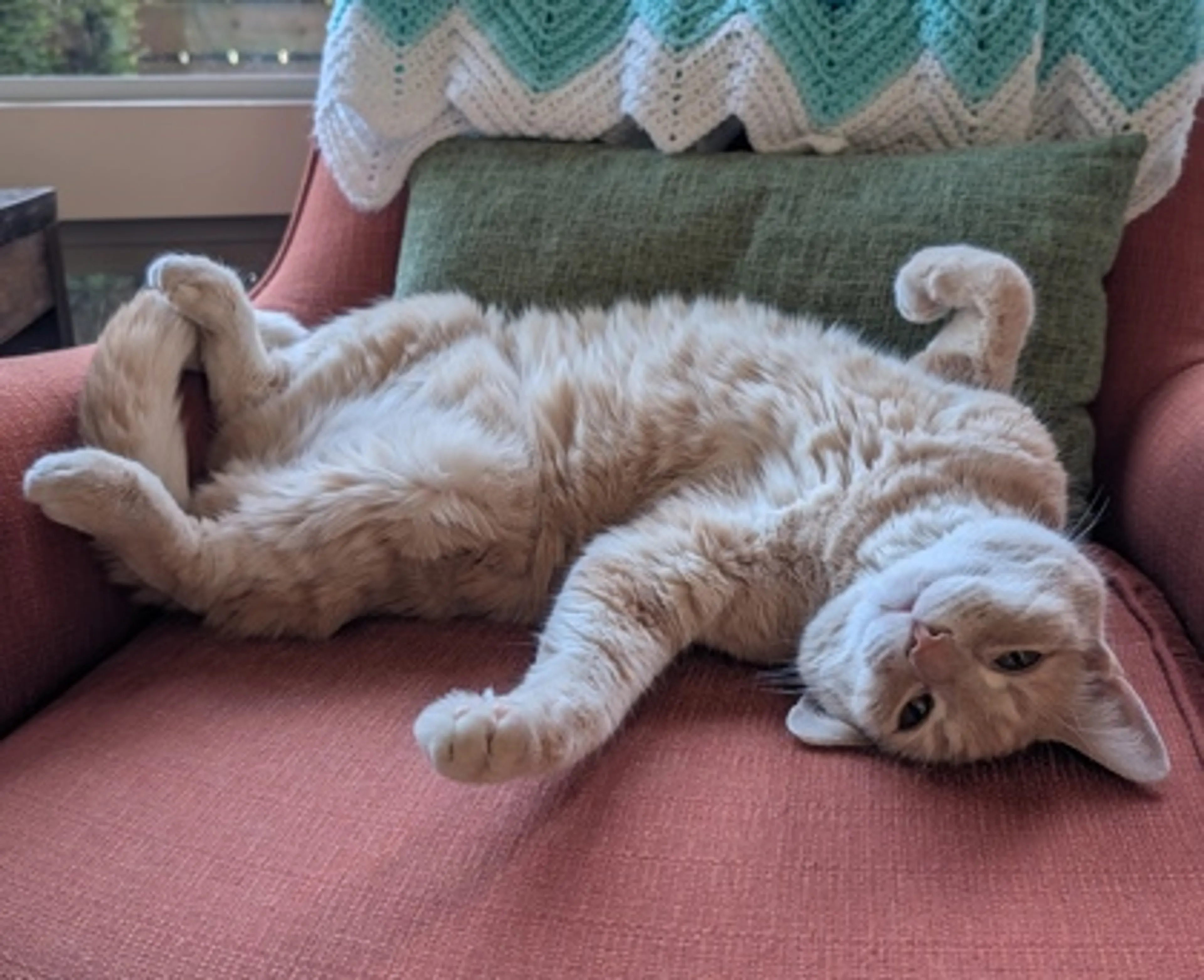 Found pet-1