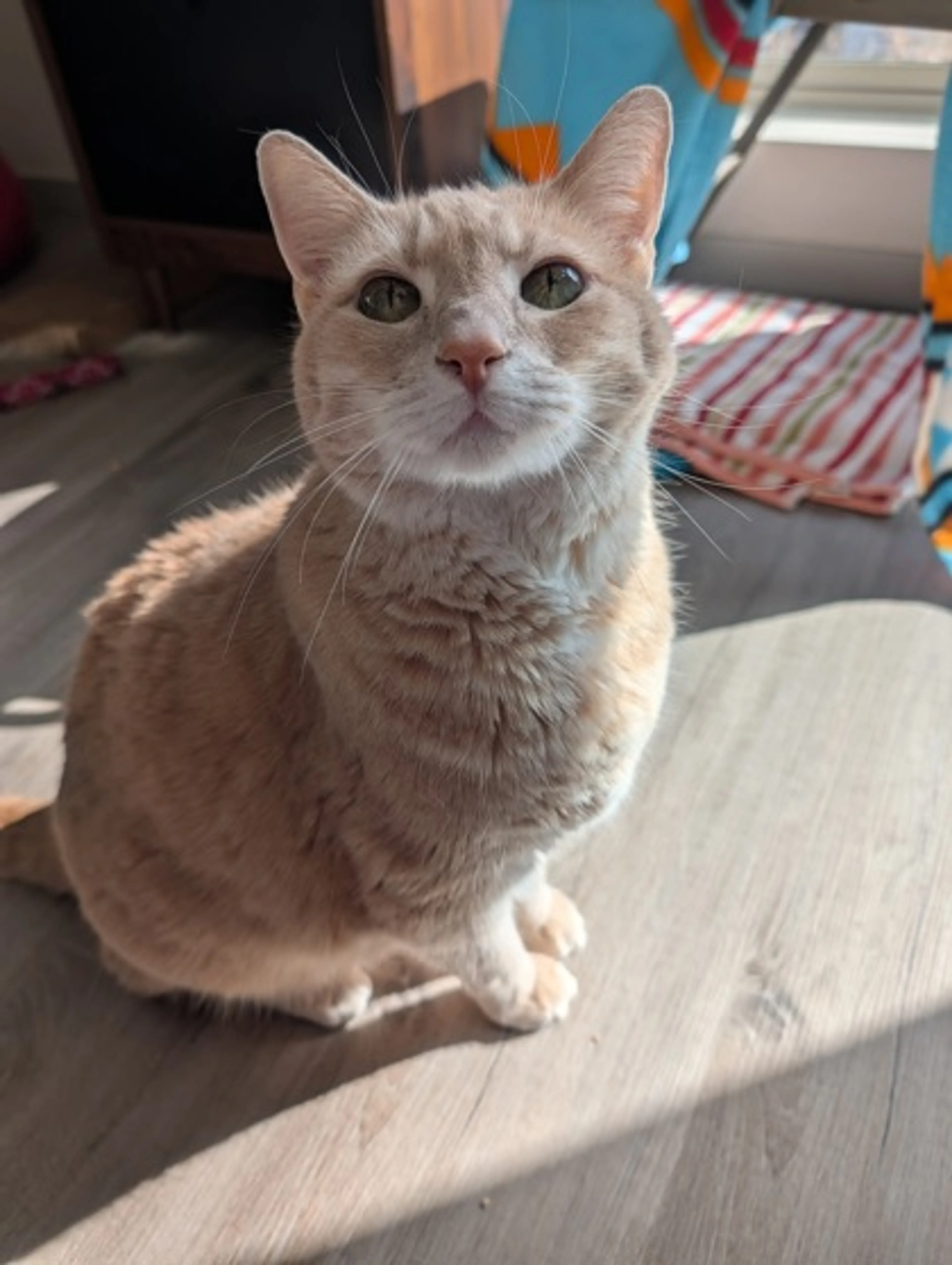 Found pet-0