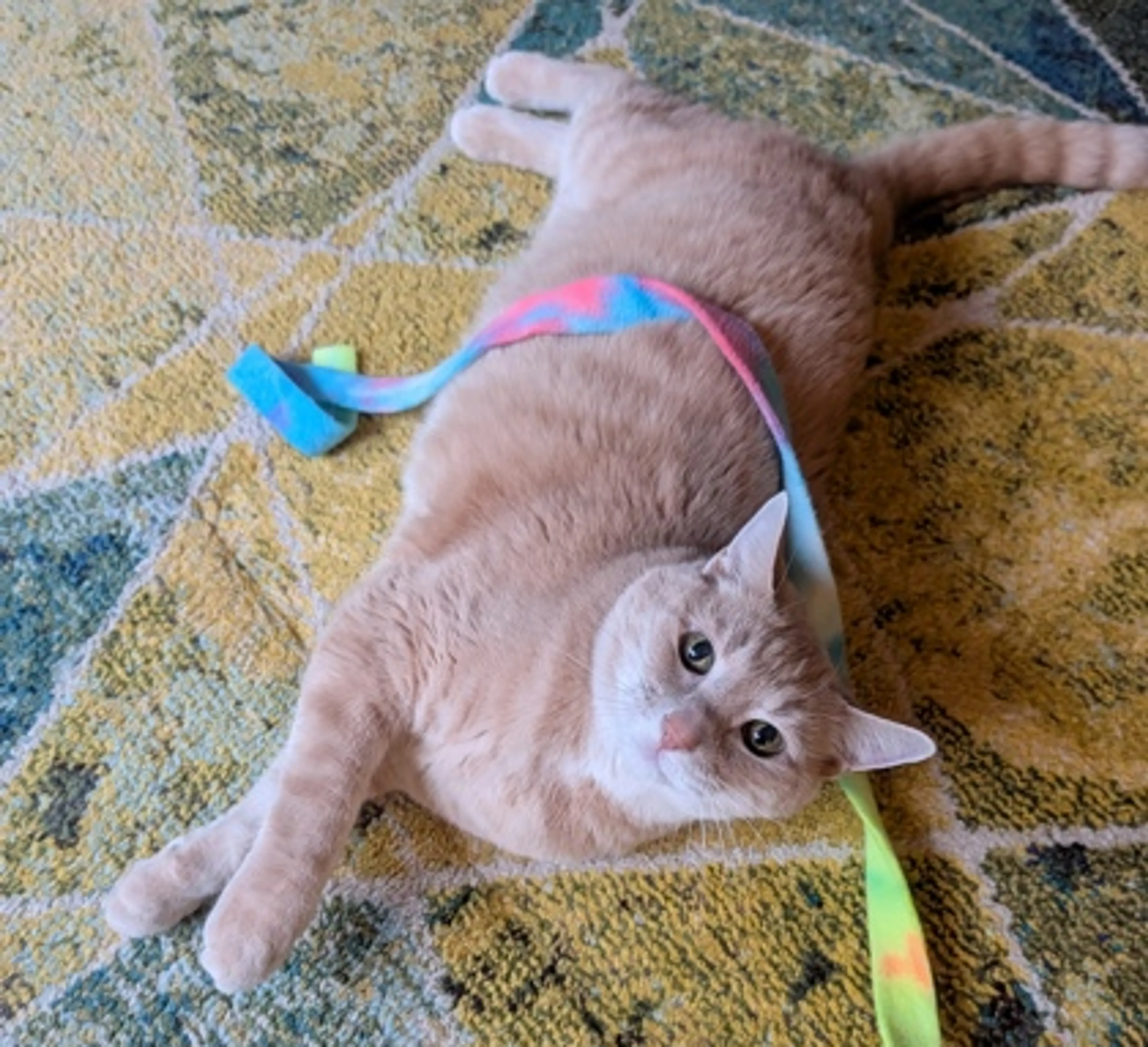 Found pet-0