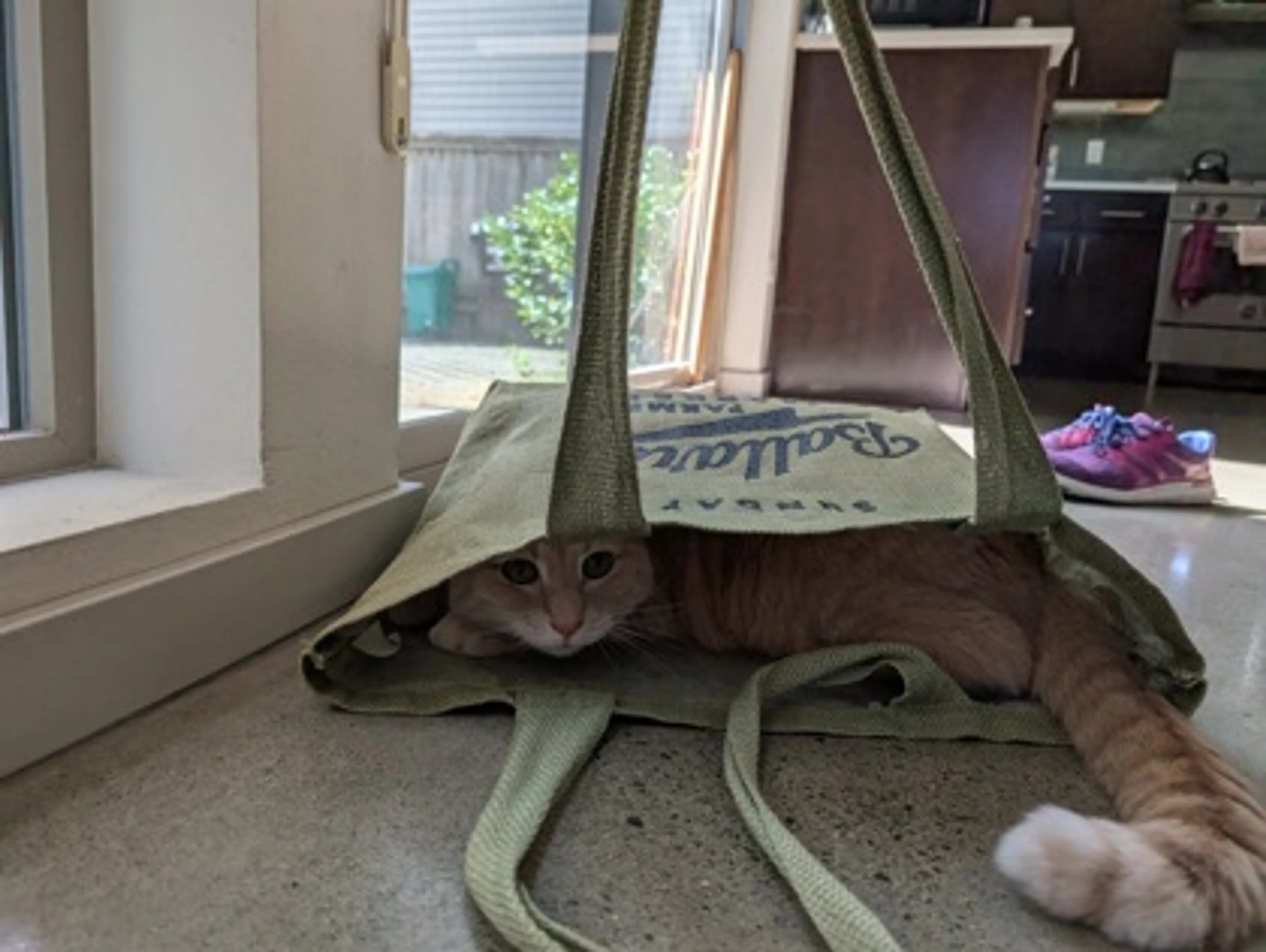 Found pet-2