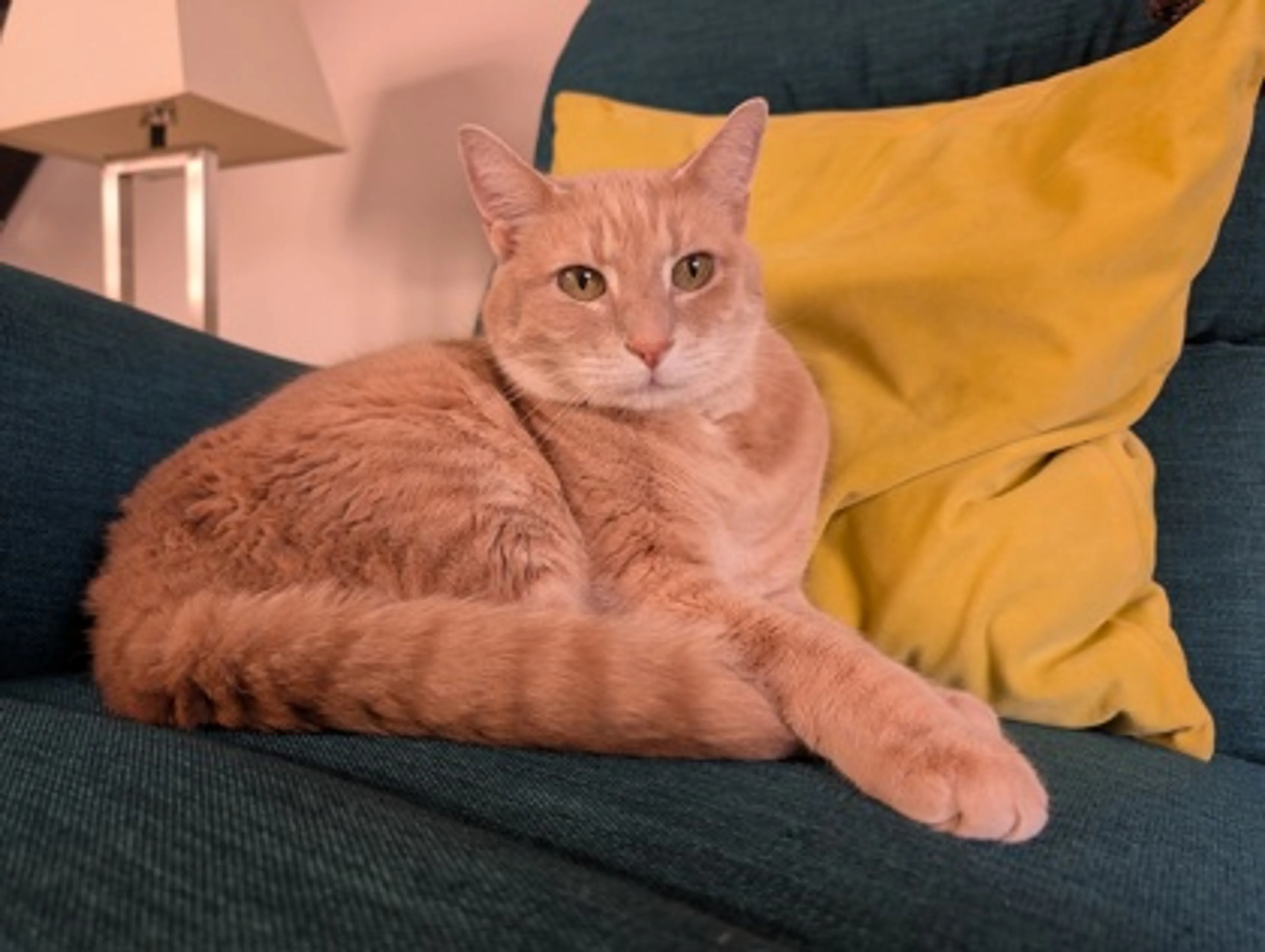 Found pet-1
