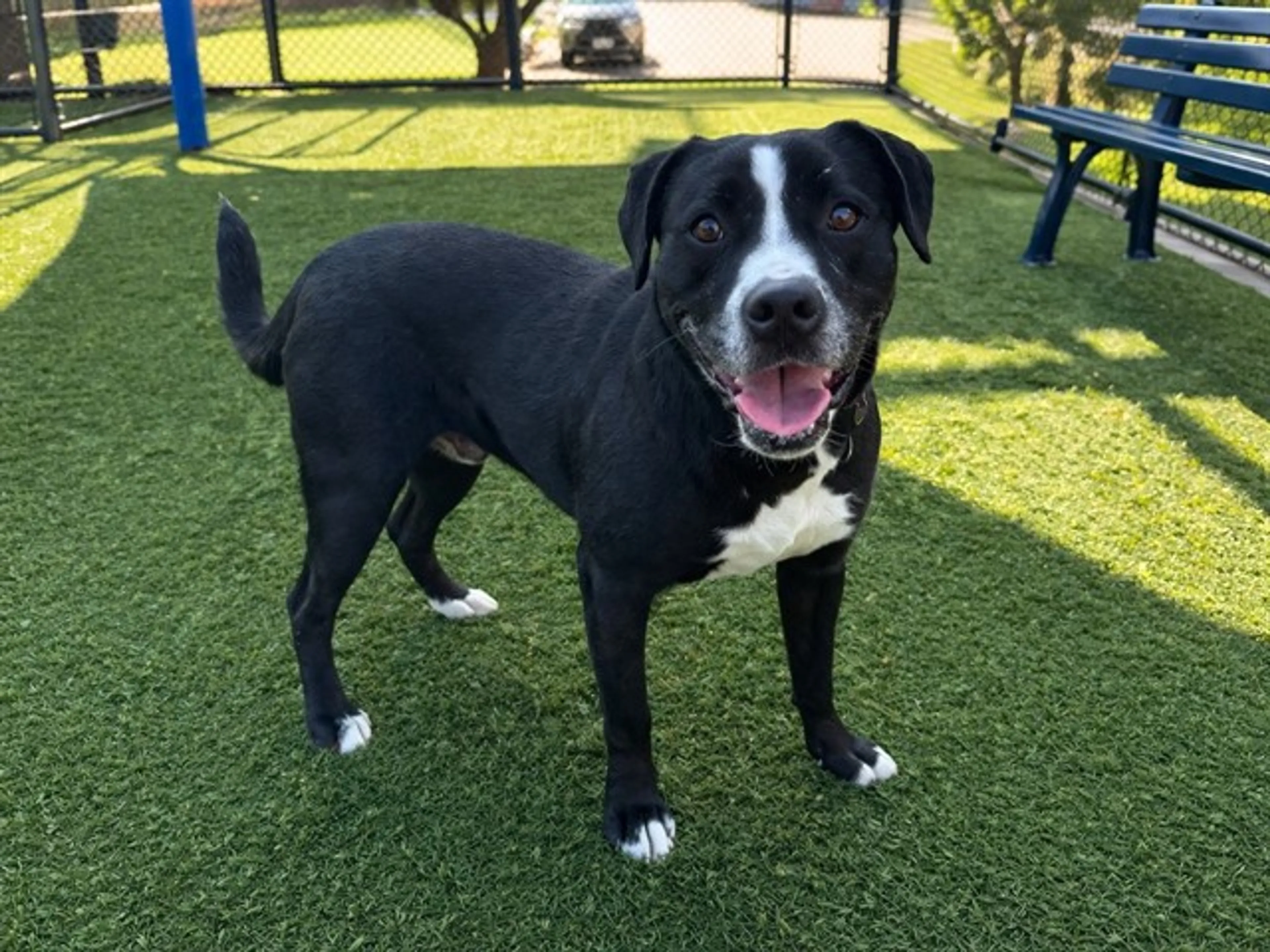 Found pet