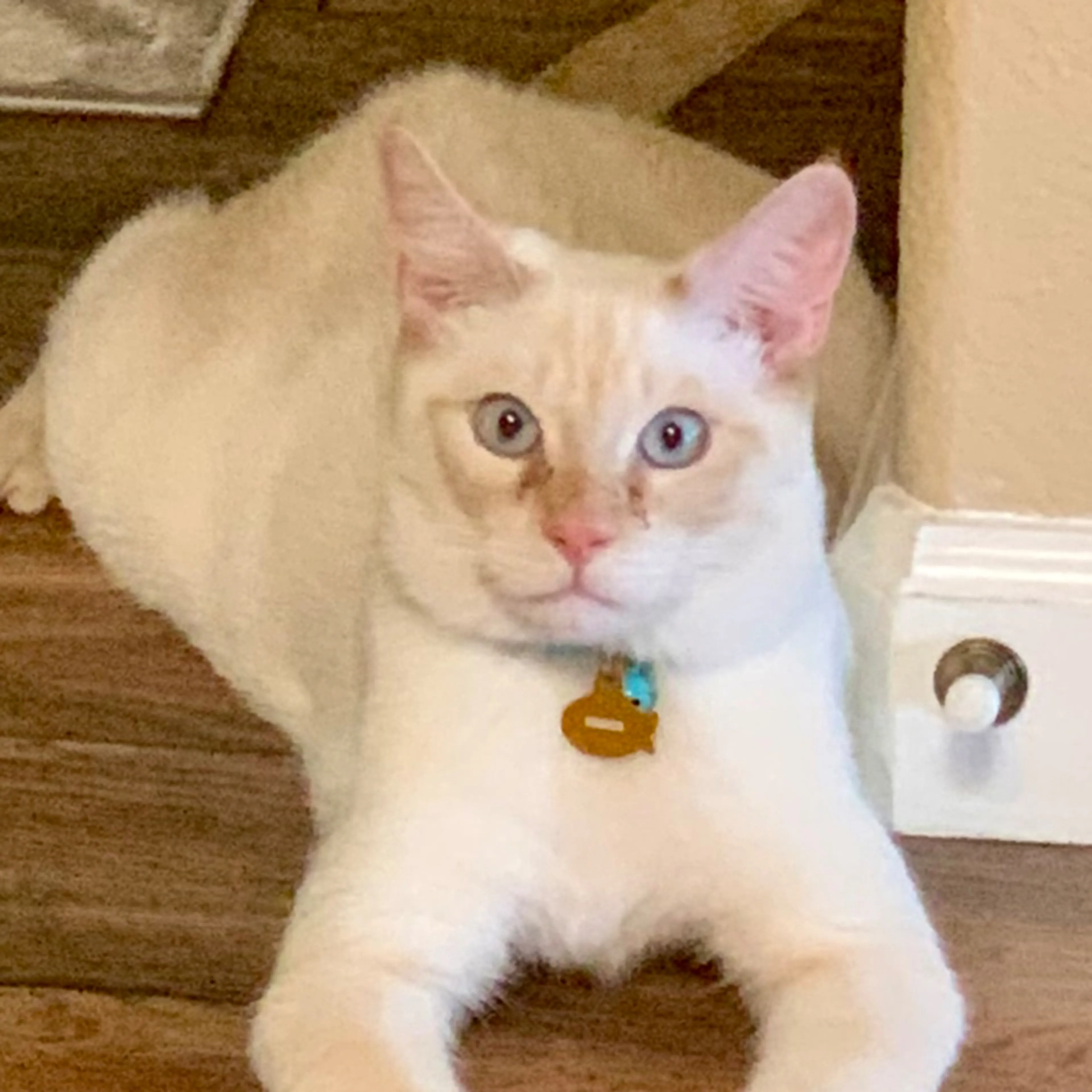 Lost pet-1