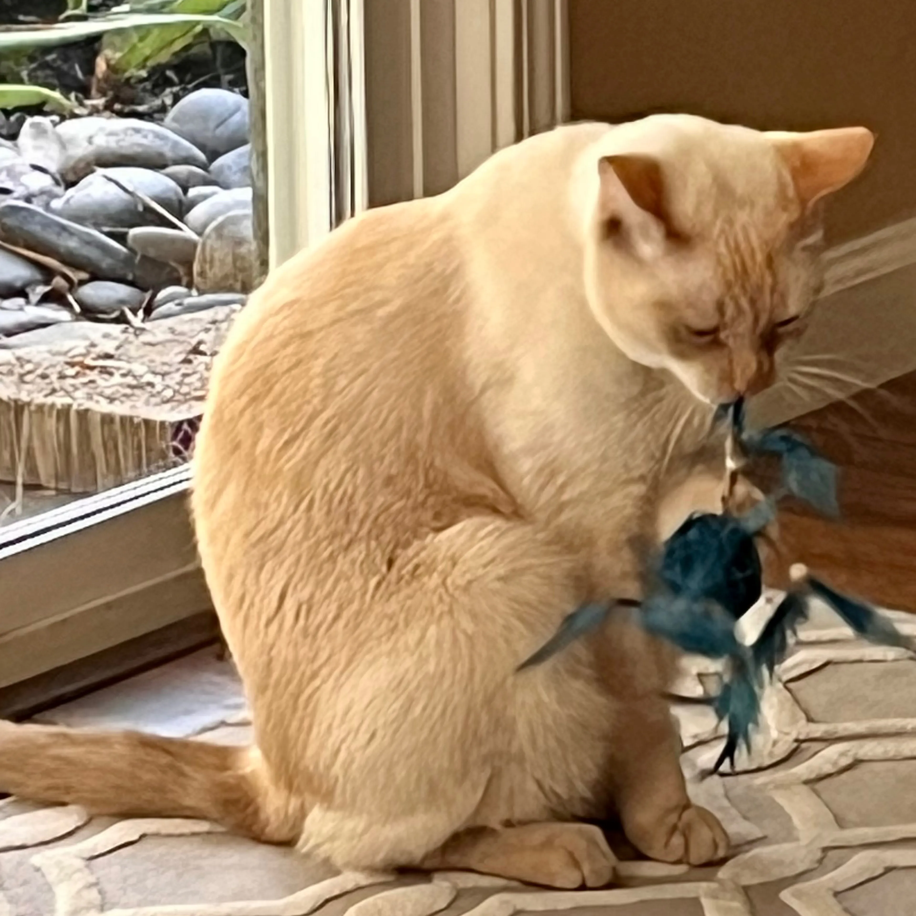 Lost pet-3