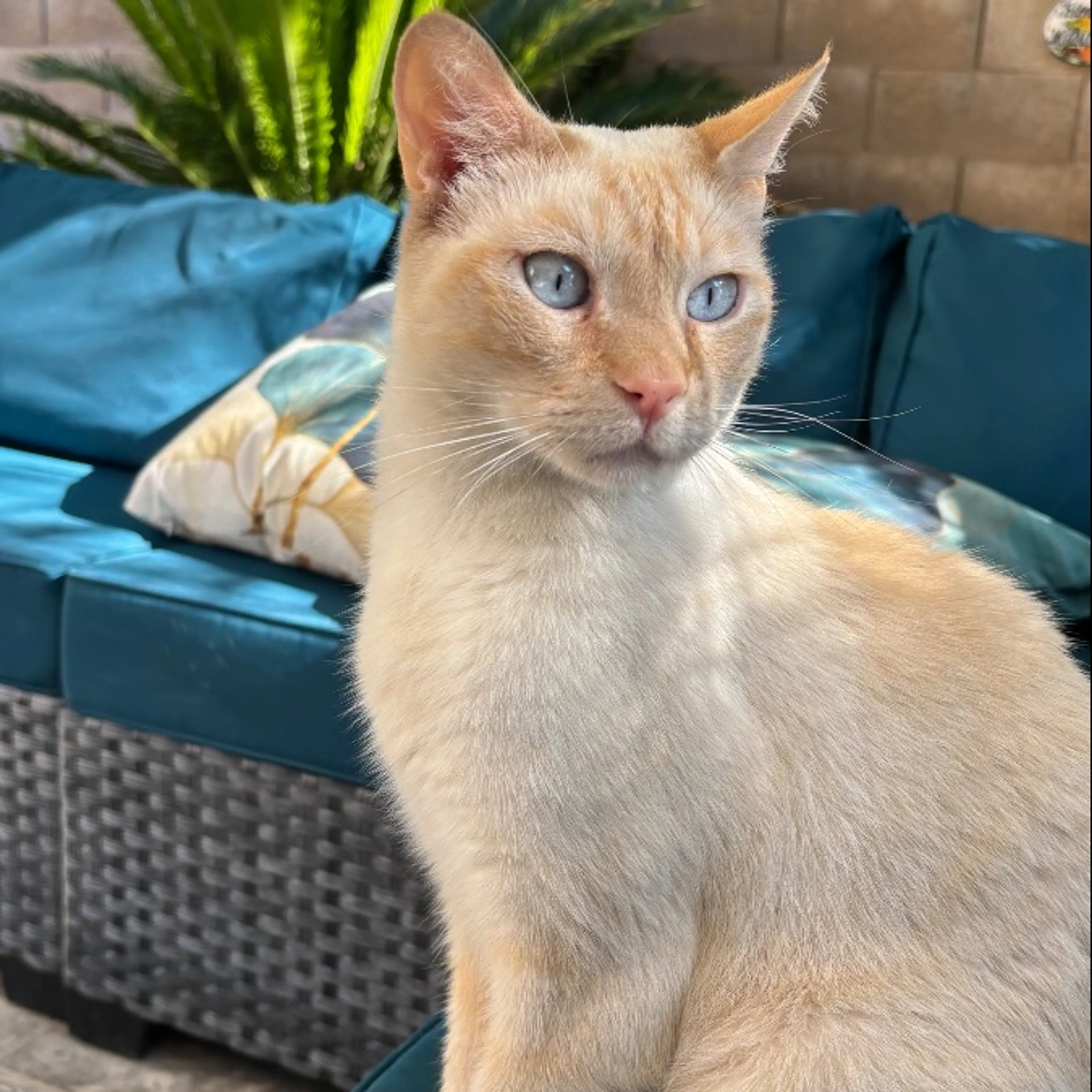 Lost pet-0