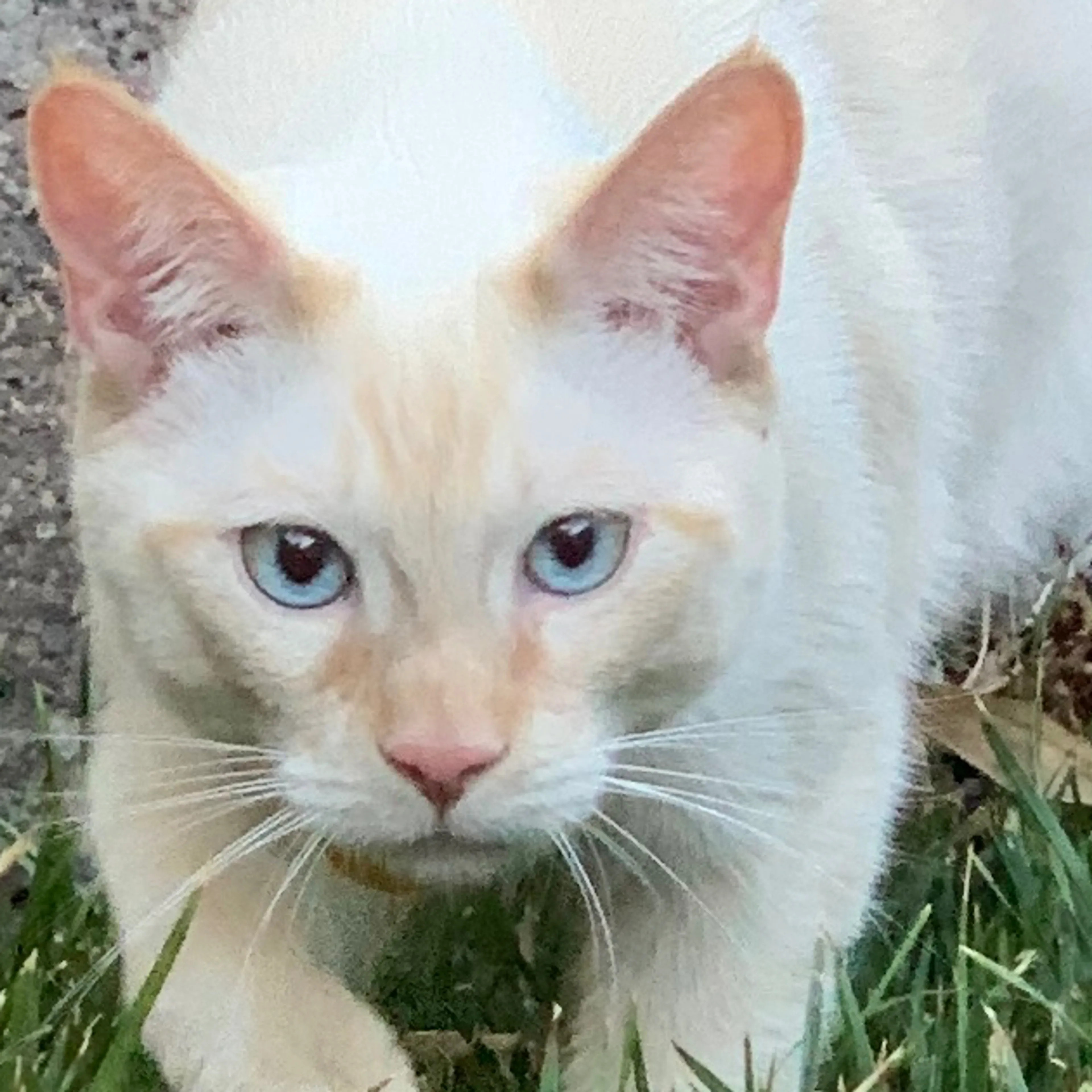 Lost pet-2