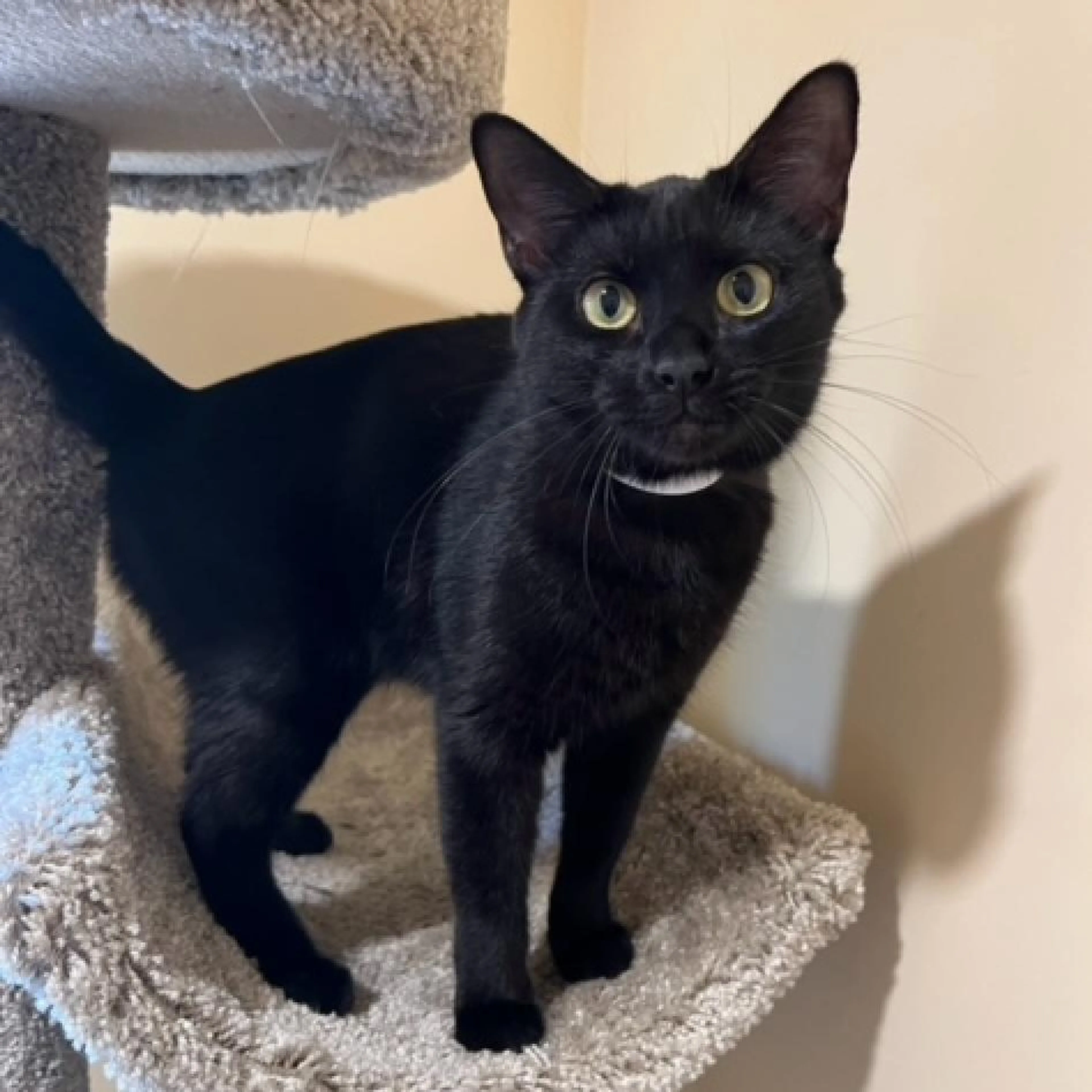 Found pet-7