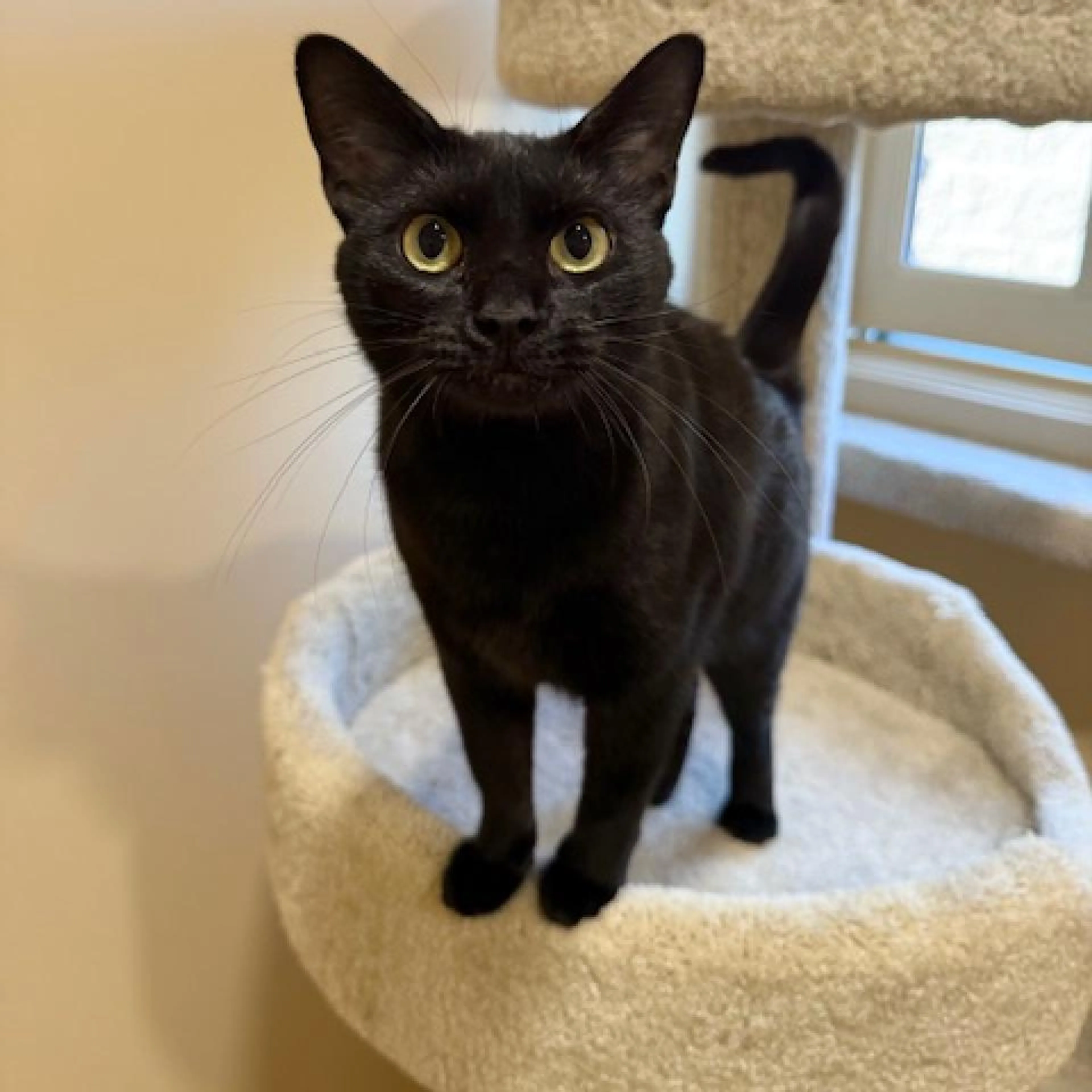 Found pet-1