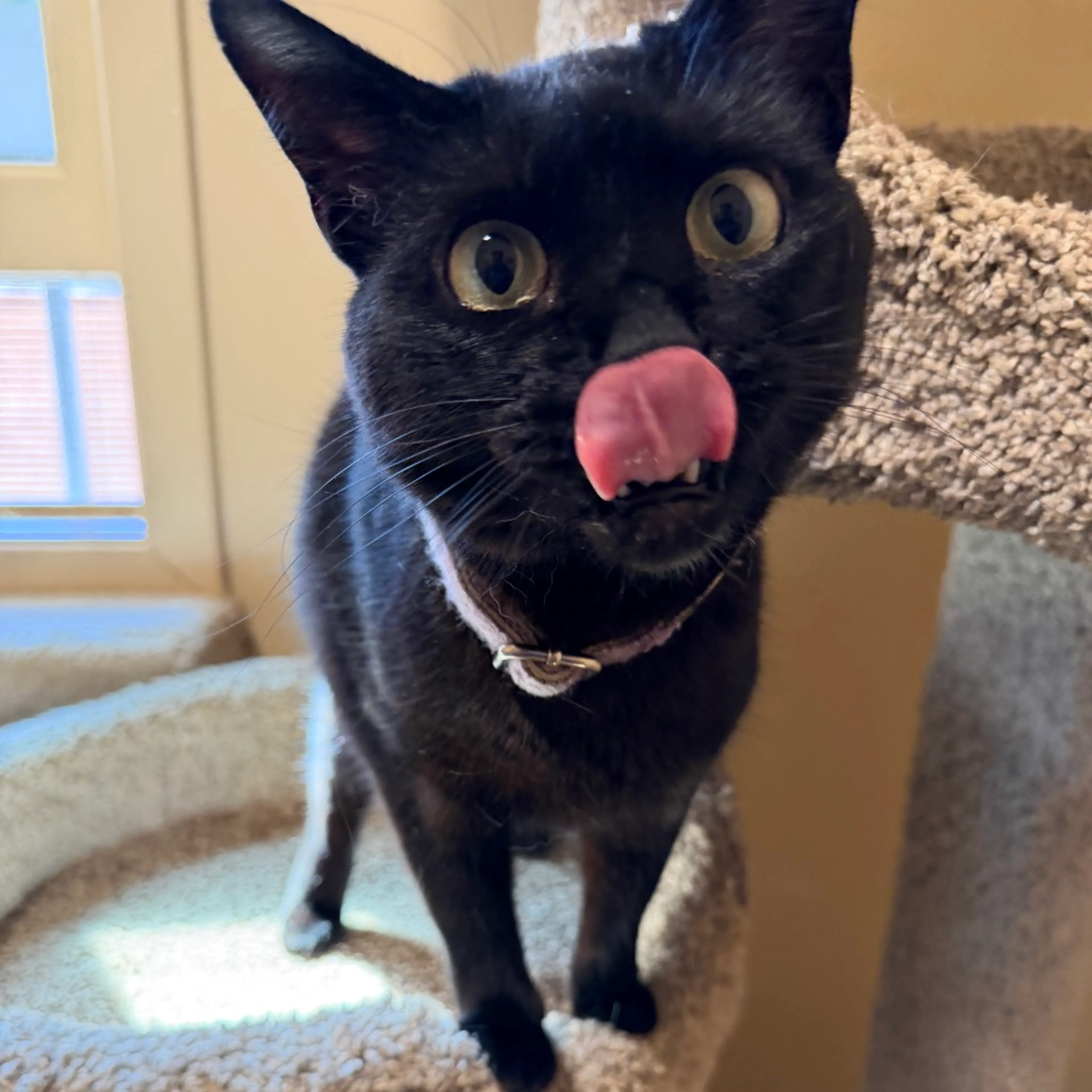 Found pet-0