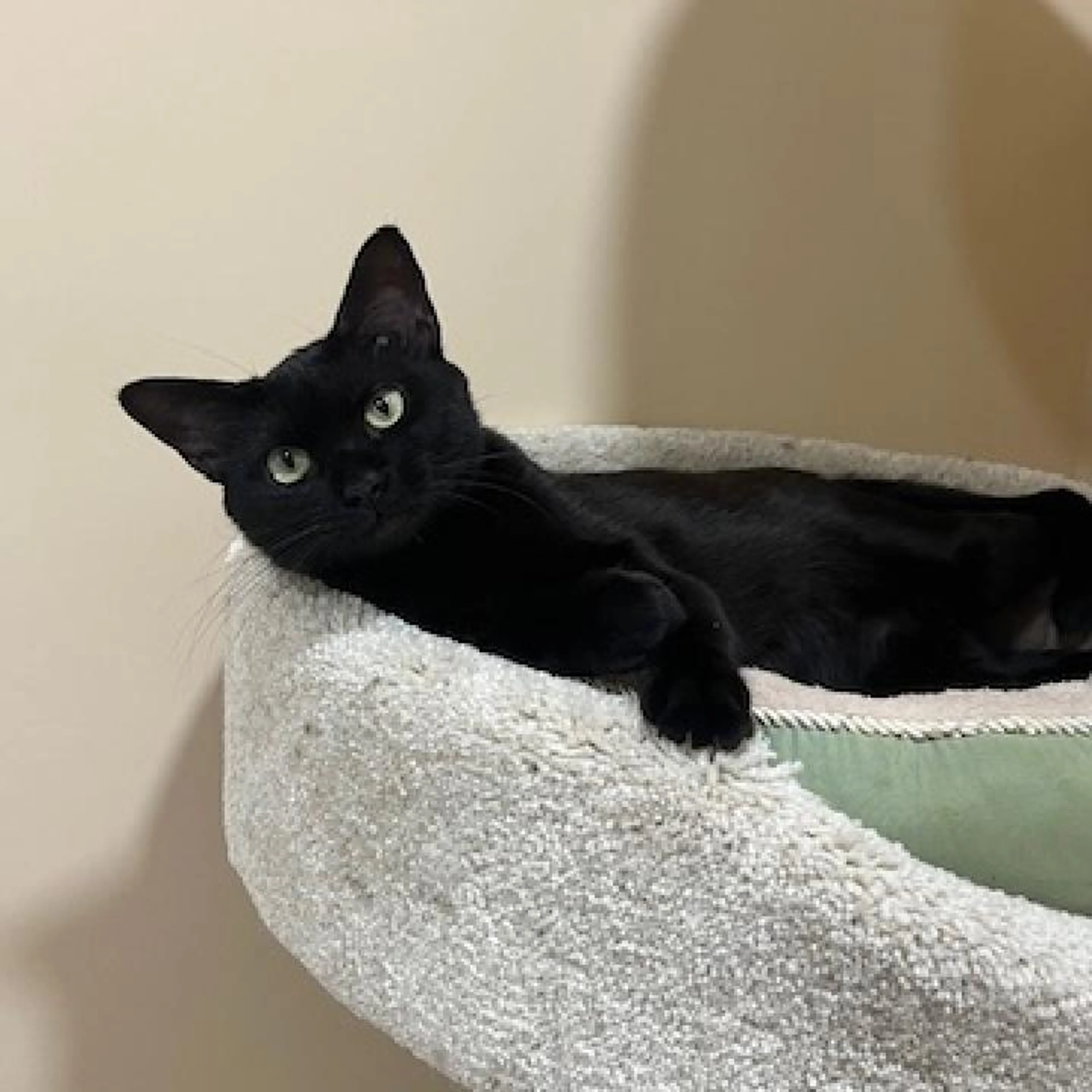 Found pet-2