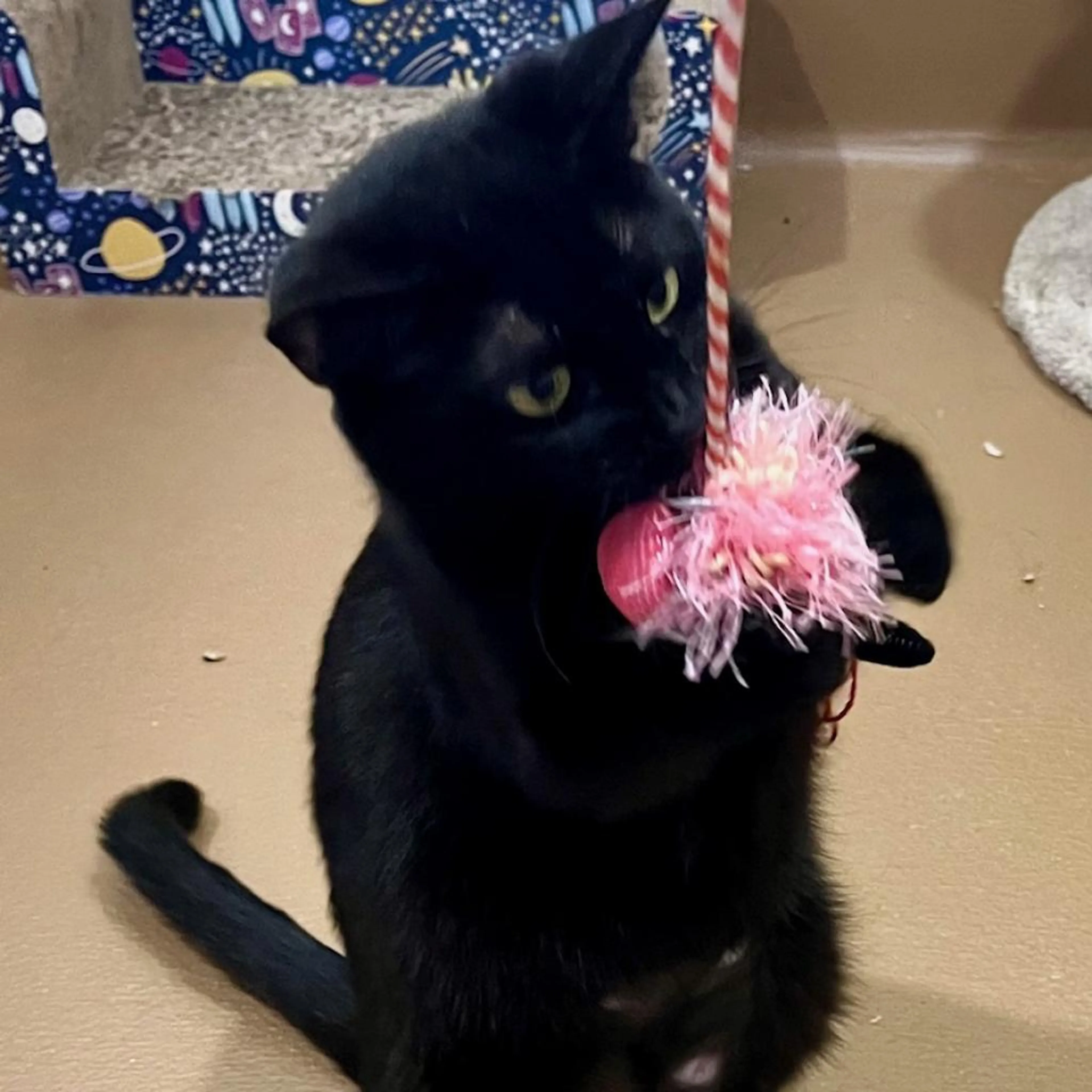 Found pet-3