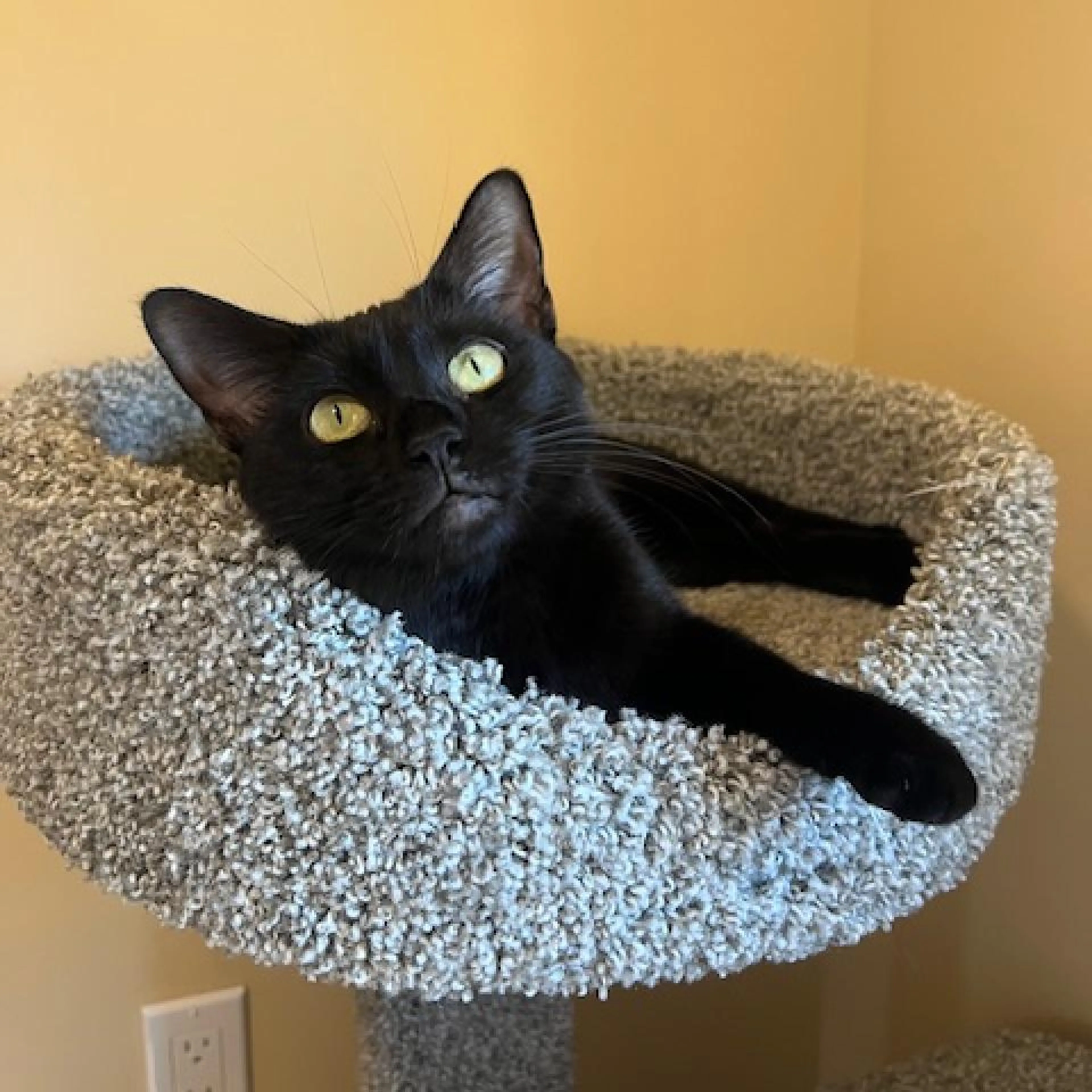 Found pet-5