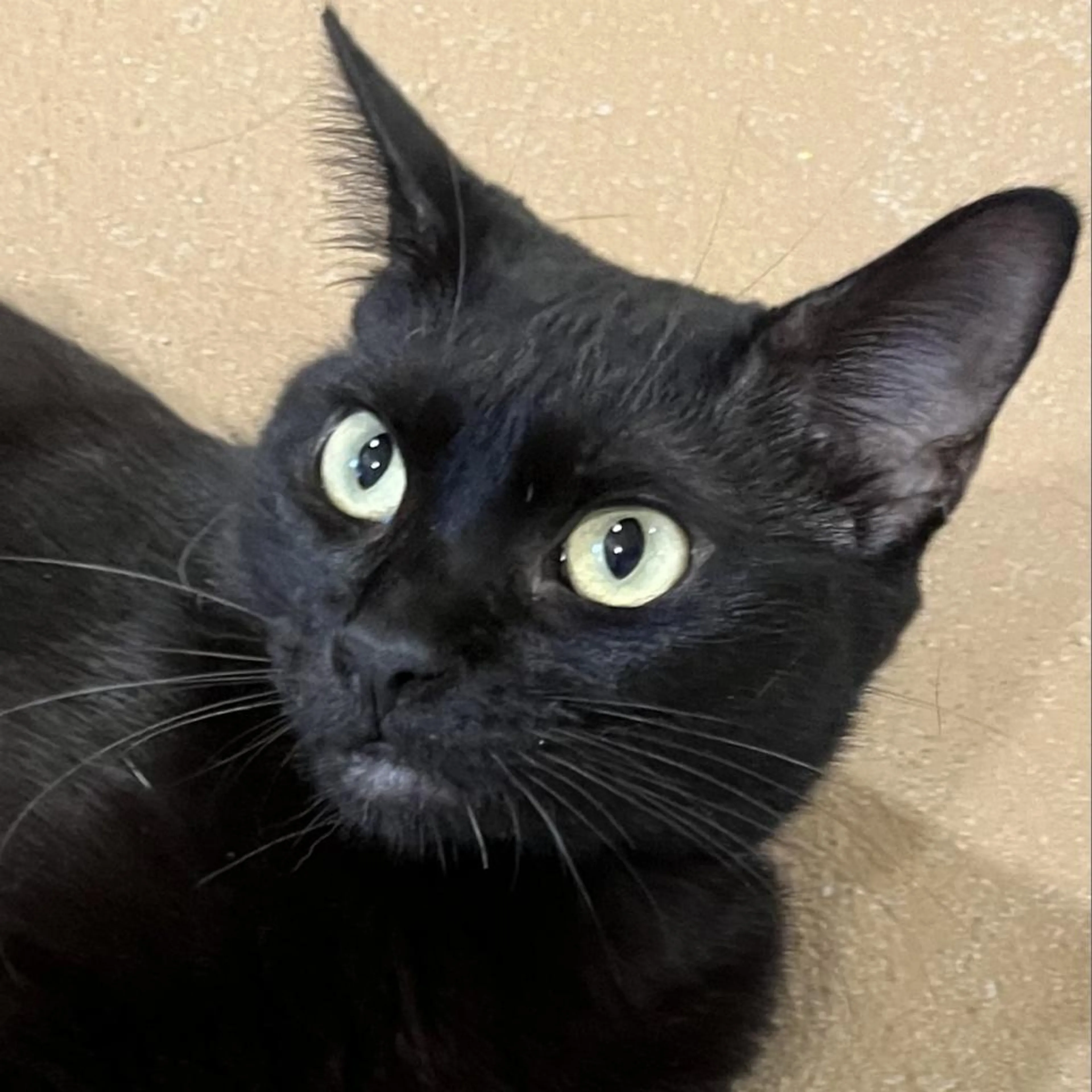 Found pet-4