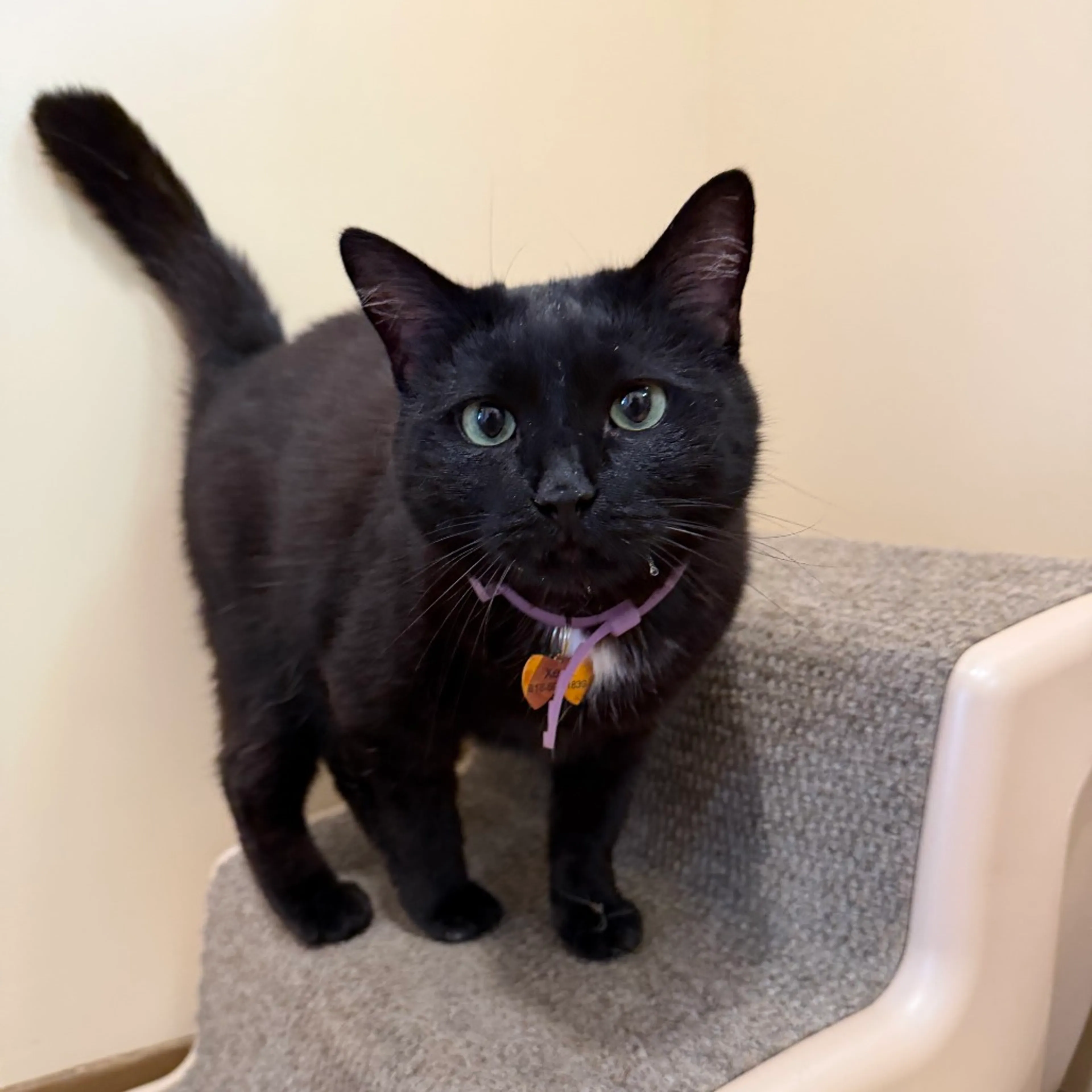 Found pet-1