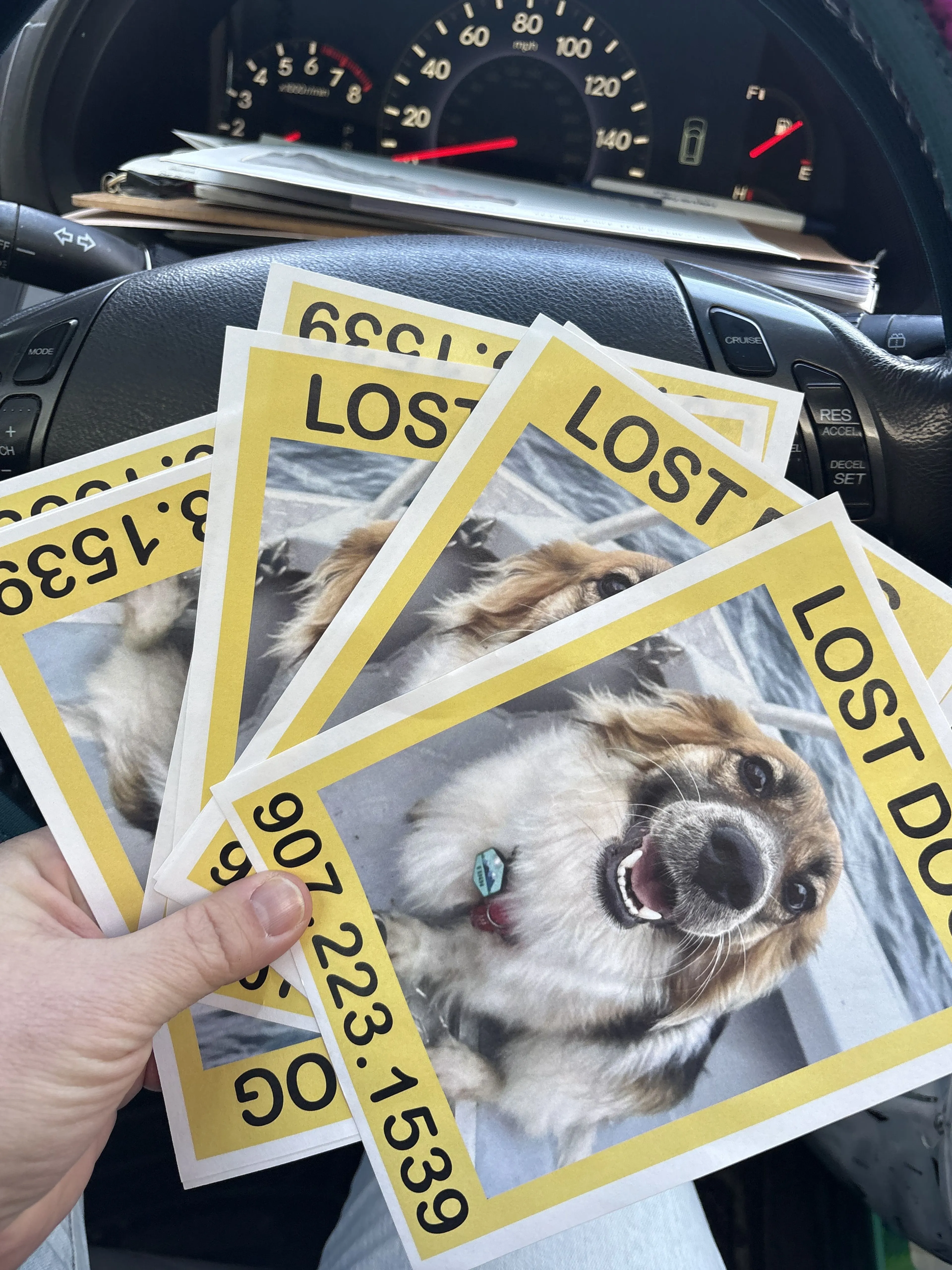 Lost pet-1