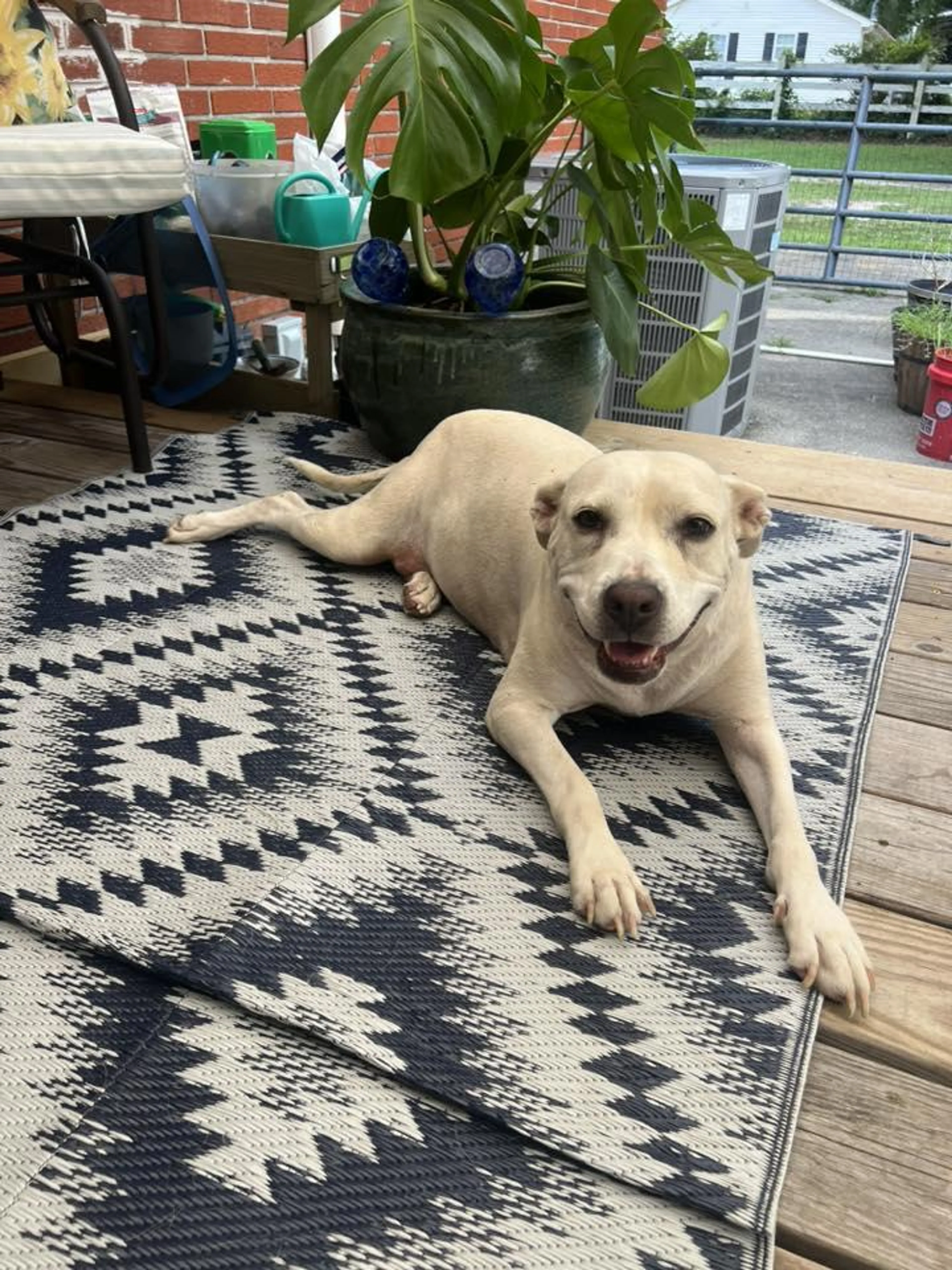 Found pet-3