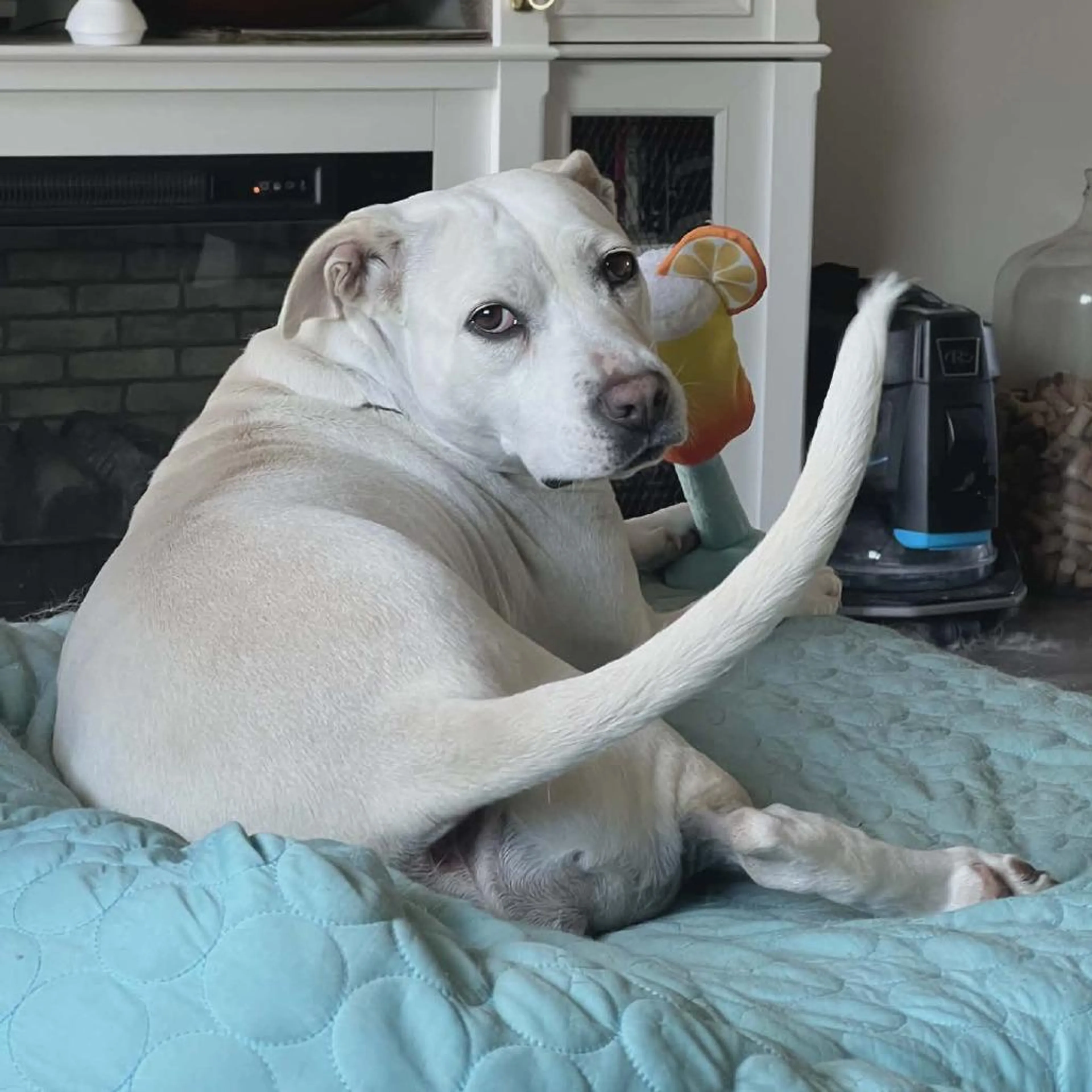 Found pet-2