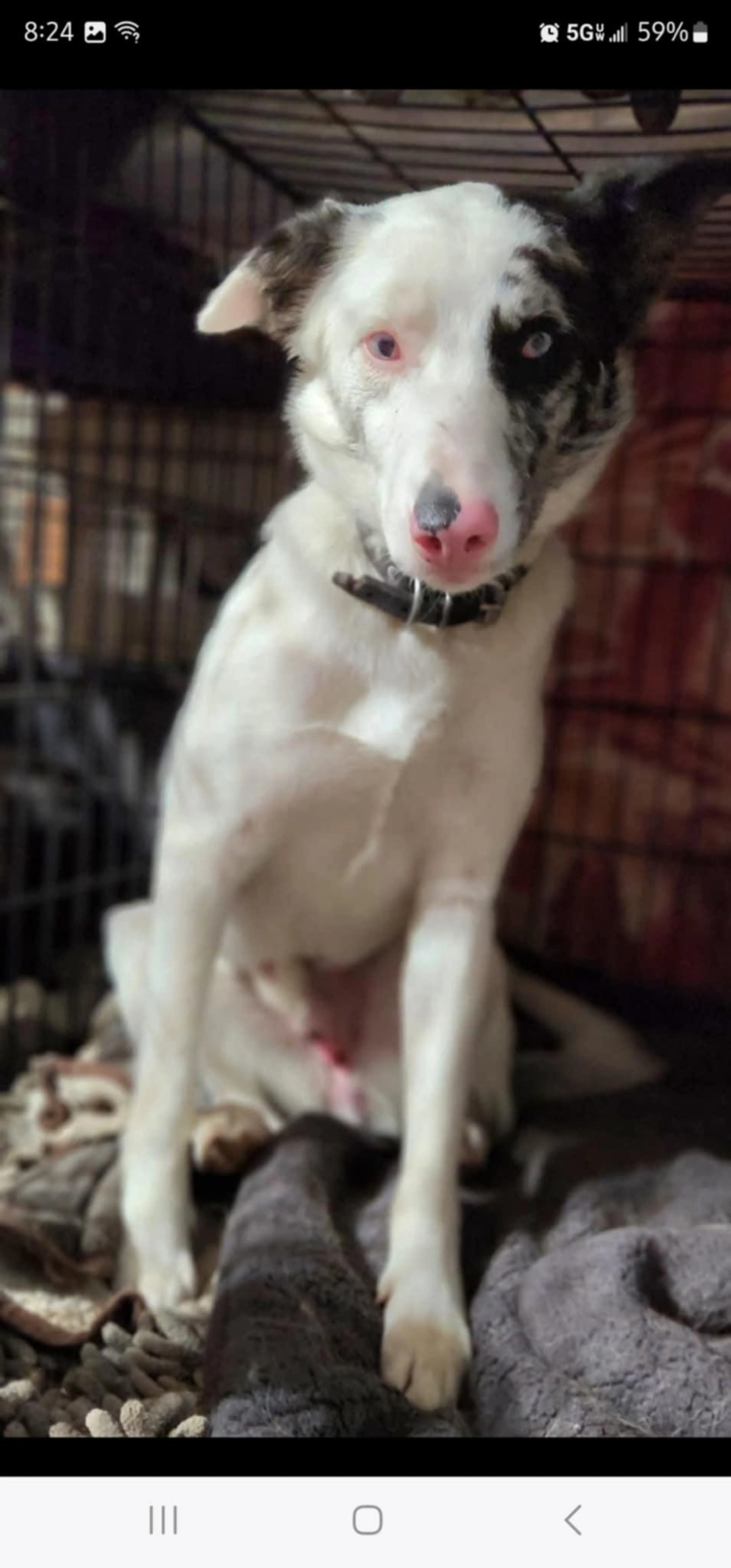 Found pet-3