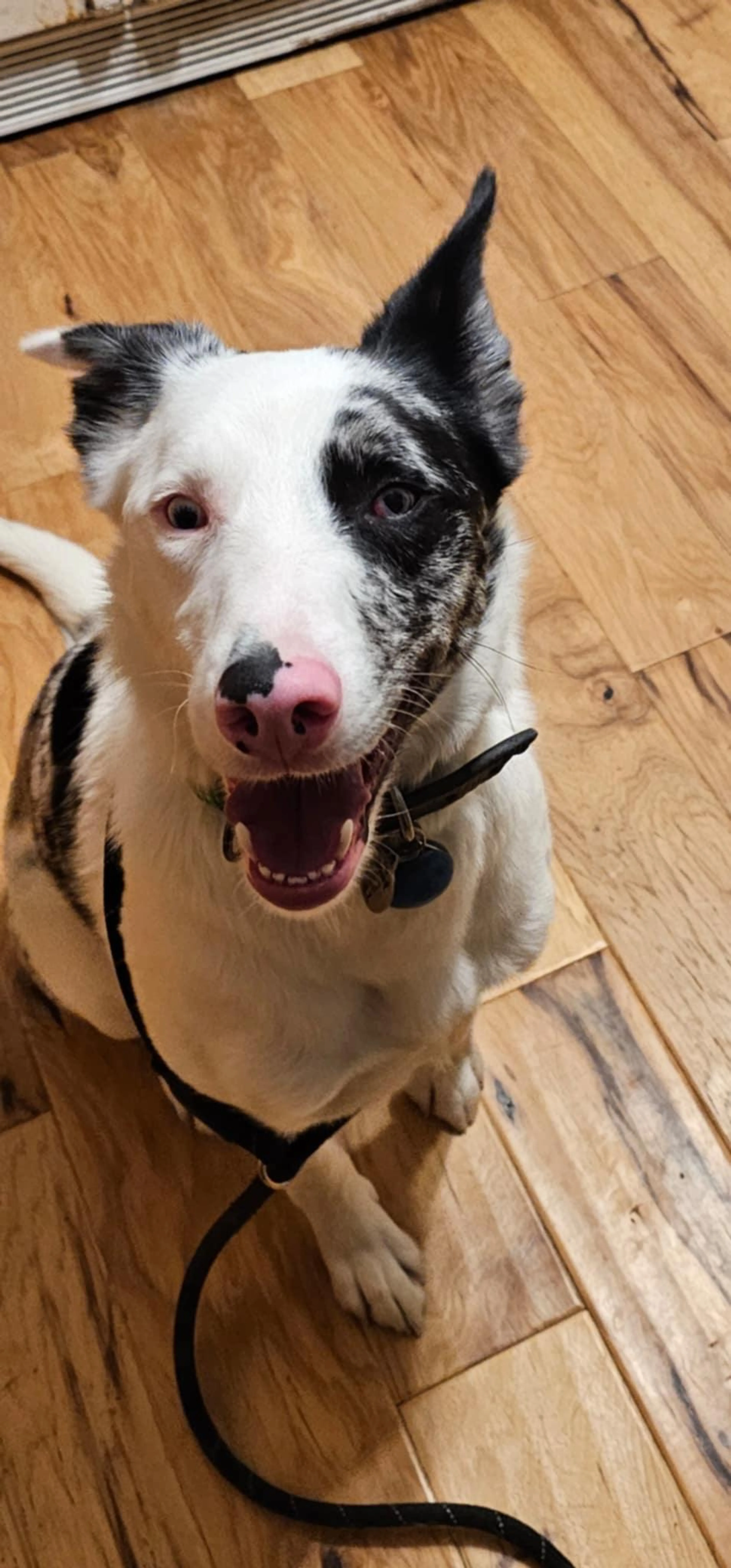 Found pet-4
