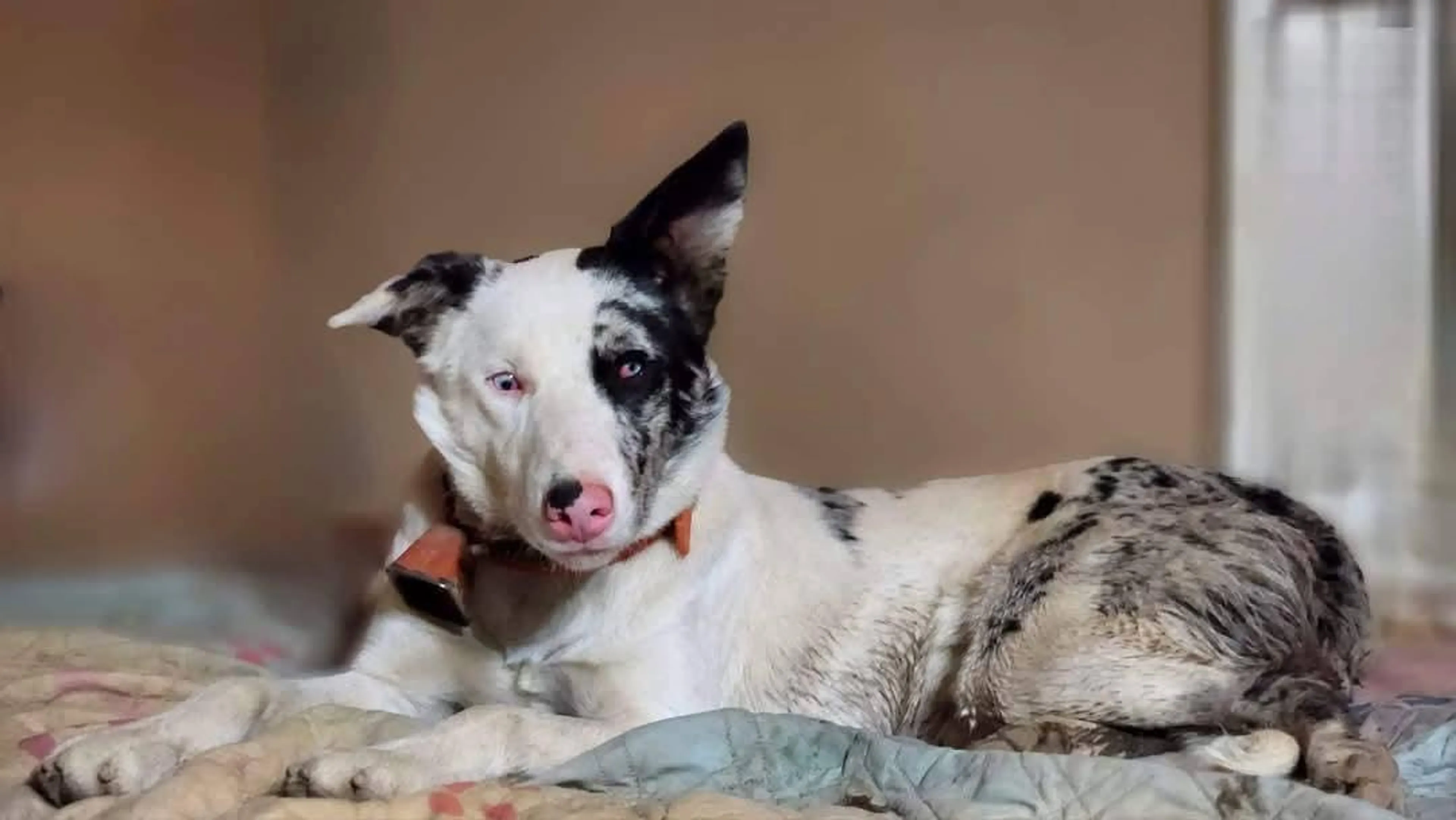 Found pet-2