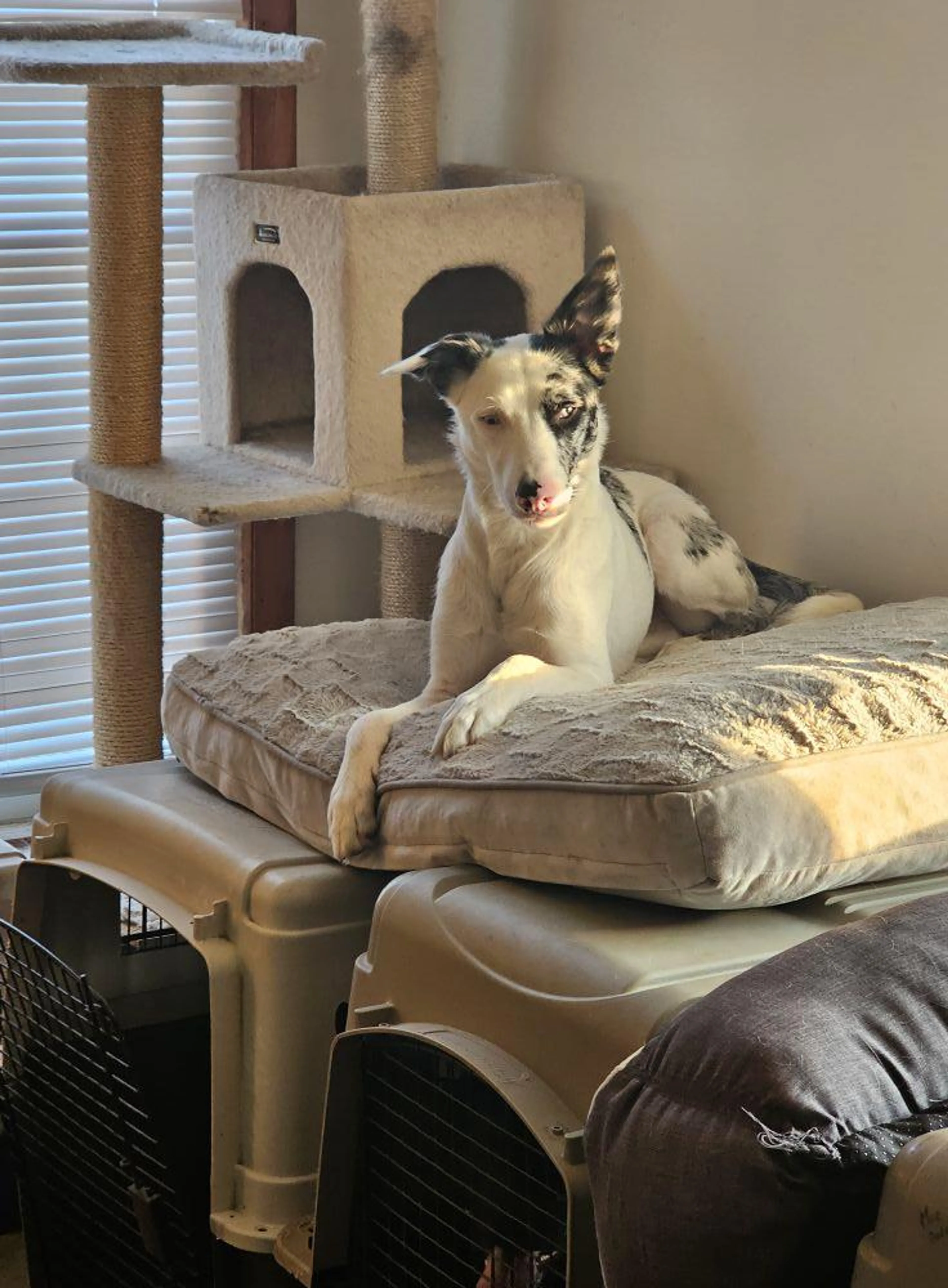 Found pet-5