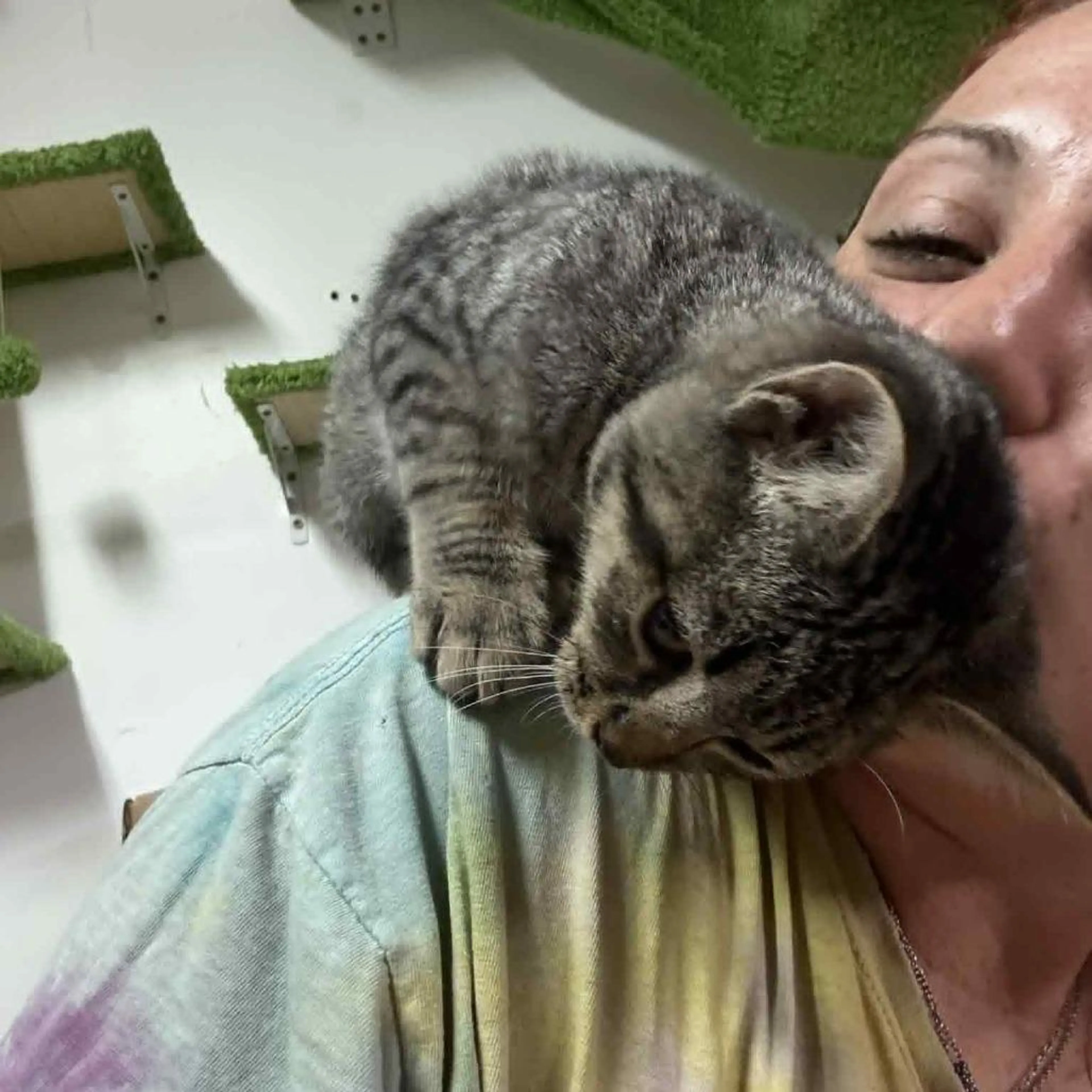 Found pet-3